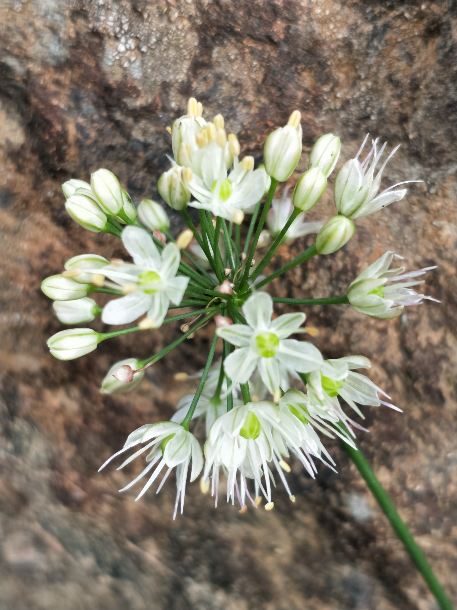 十月印象#山韭菜花