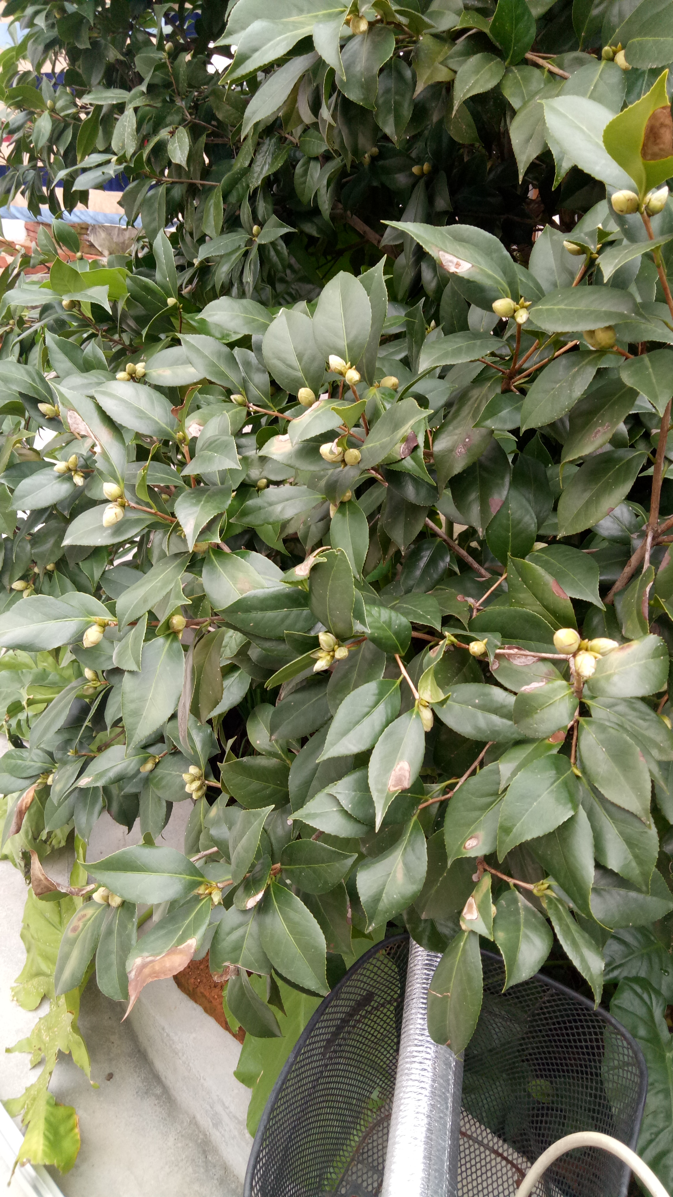 十月印象#我家的茶花已打了花苞,过年后又是满树红花.