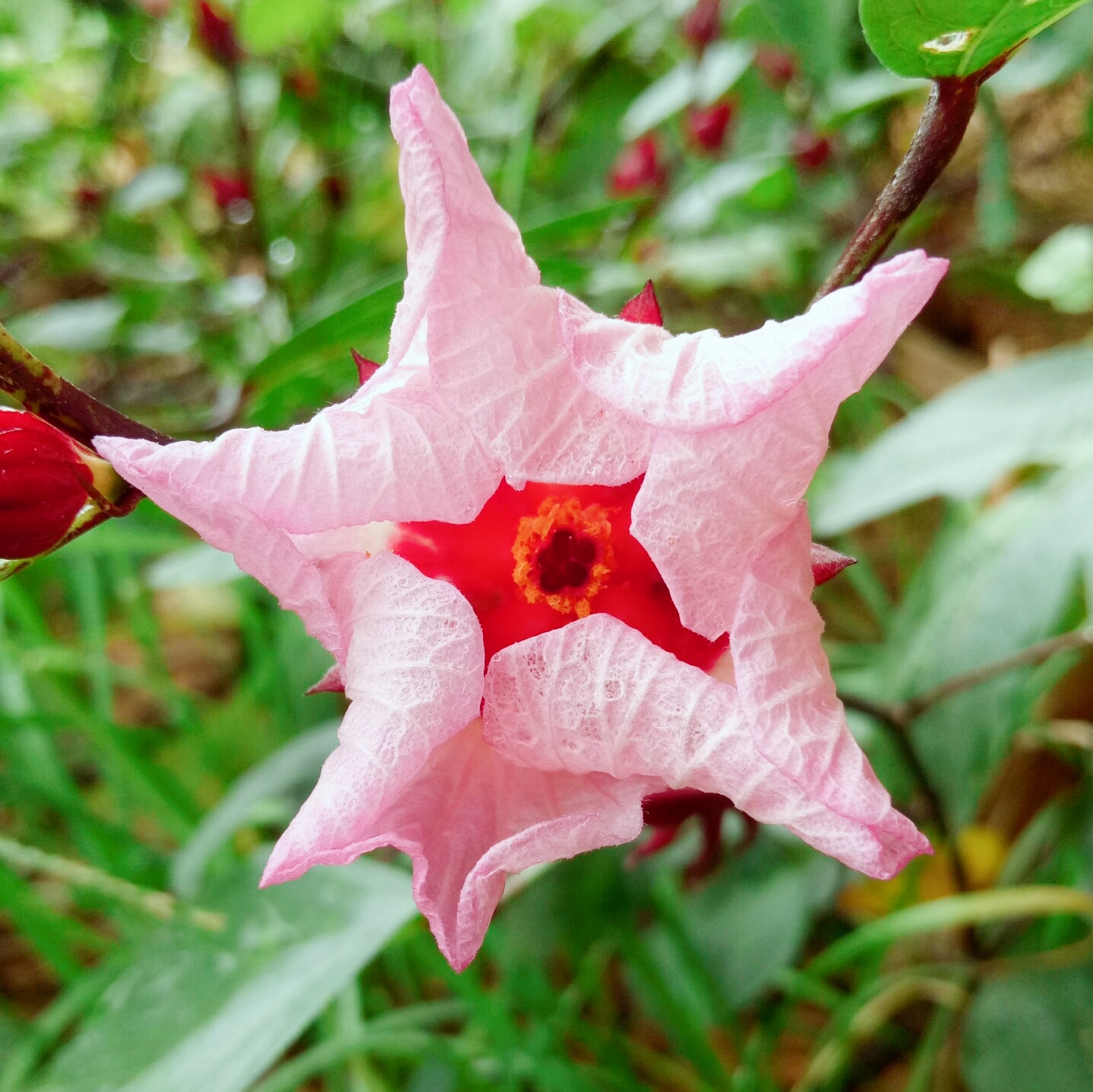 随拍玫瑰茄,又名红桃k