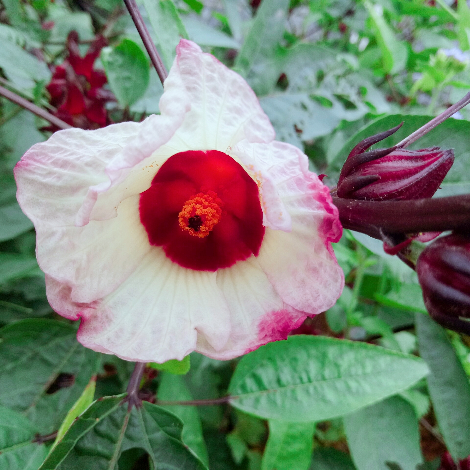 随拍玫瑰茄,又名红桃k