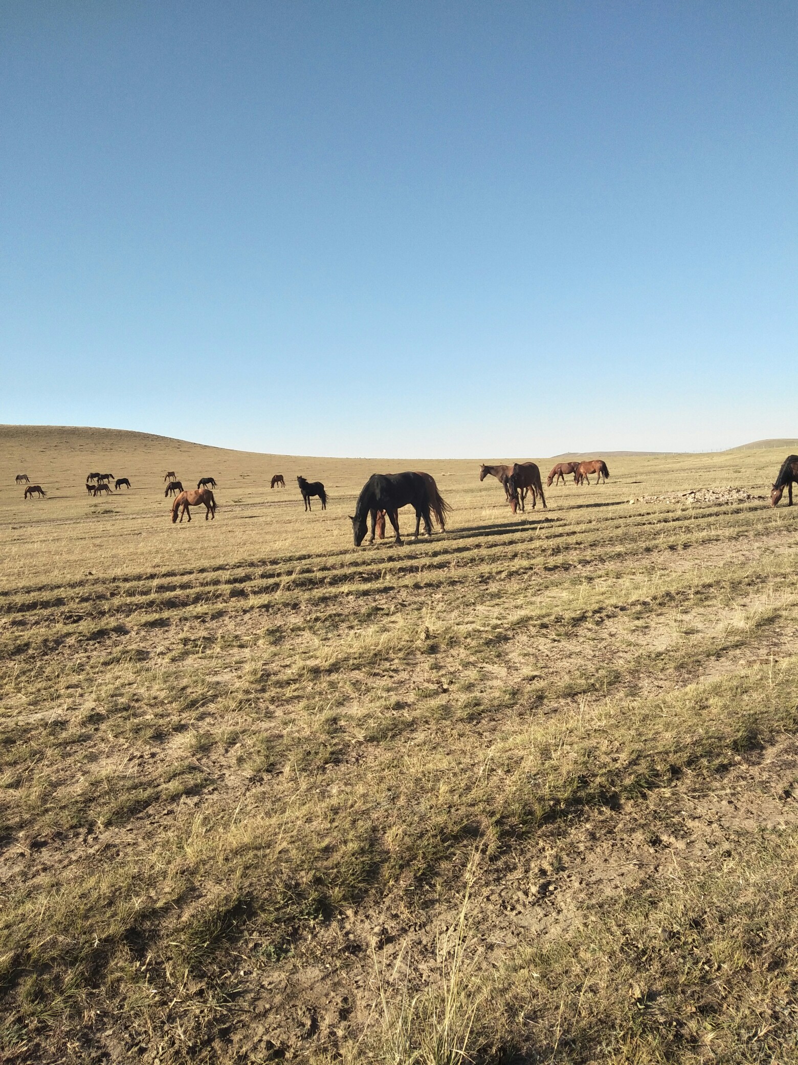 内蒙古大草原位置图片