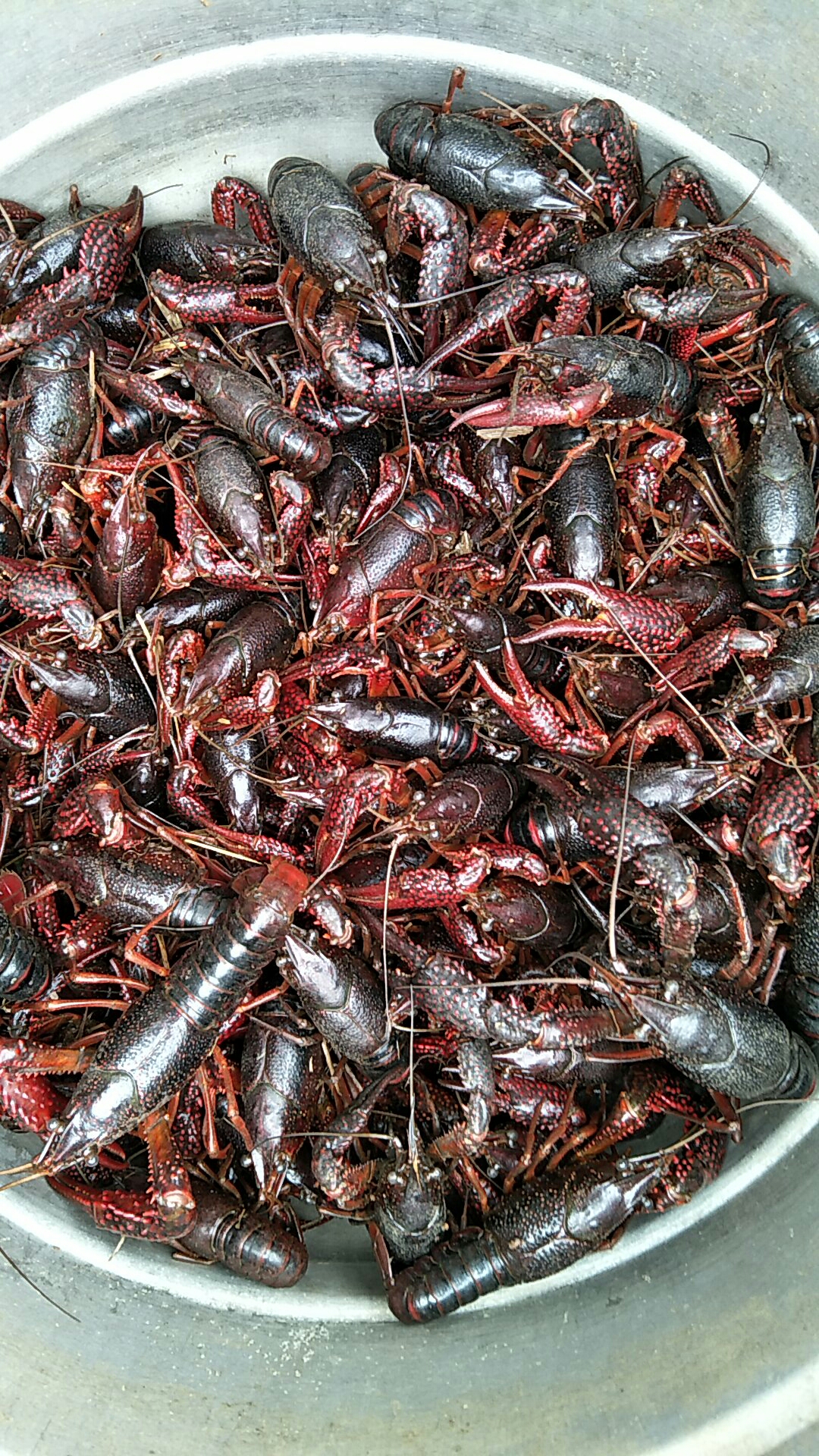 十月一捉的小龙虾