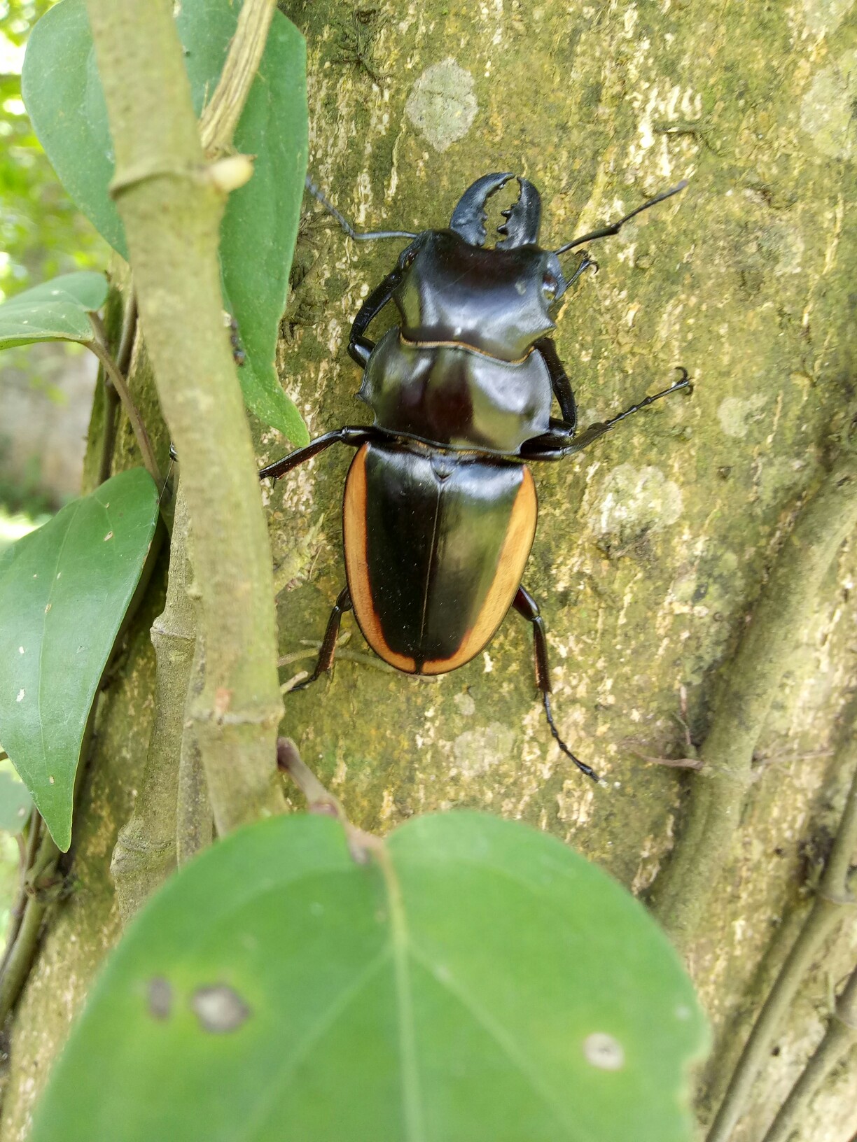 十月印象#美丽的大甲虫