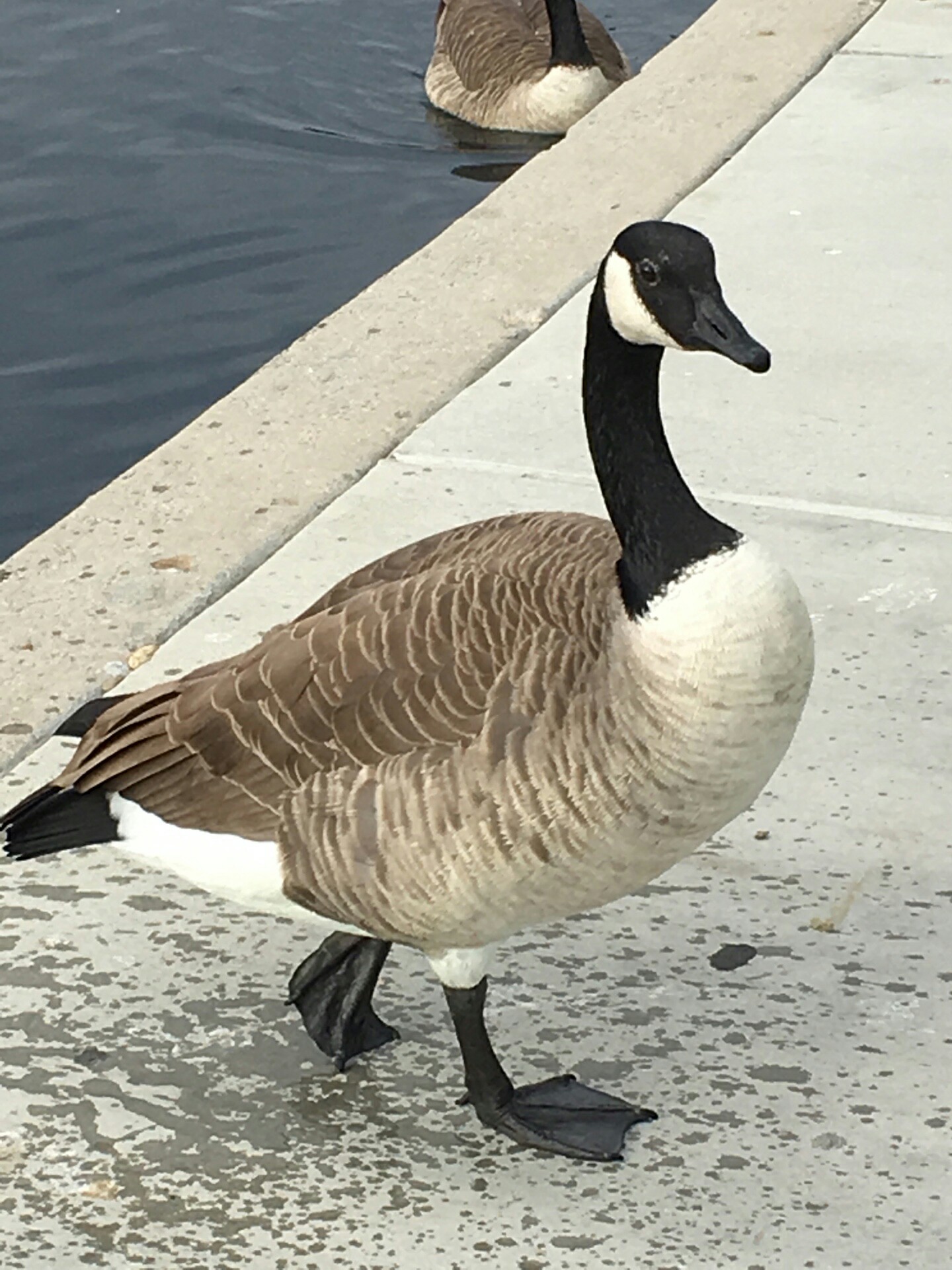 南回的北雁(原图未修)