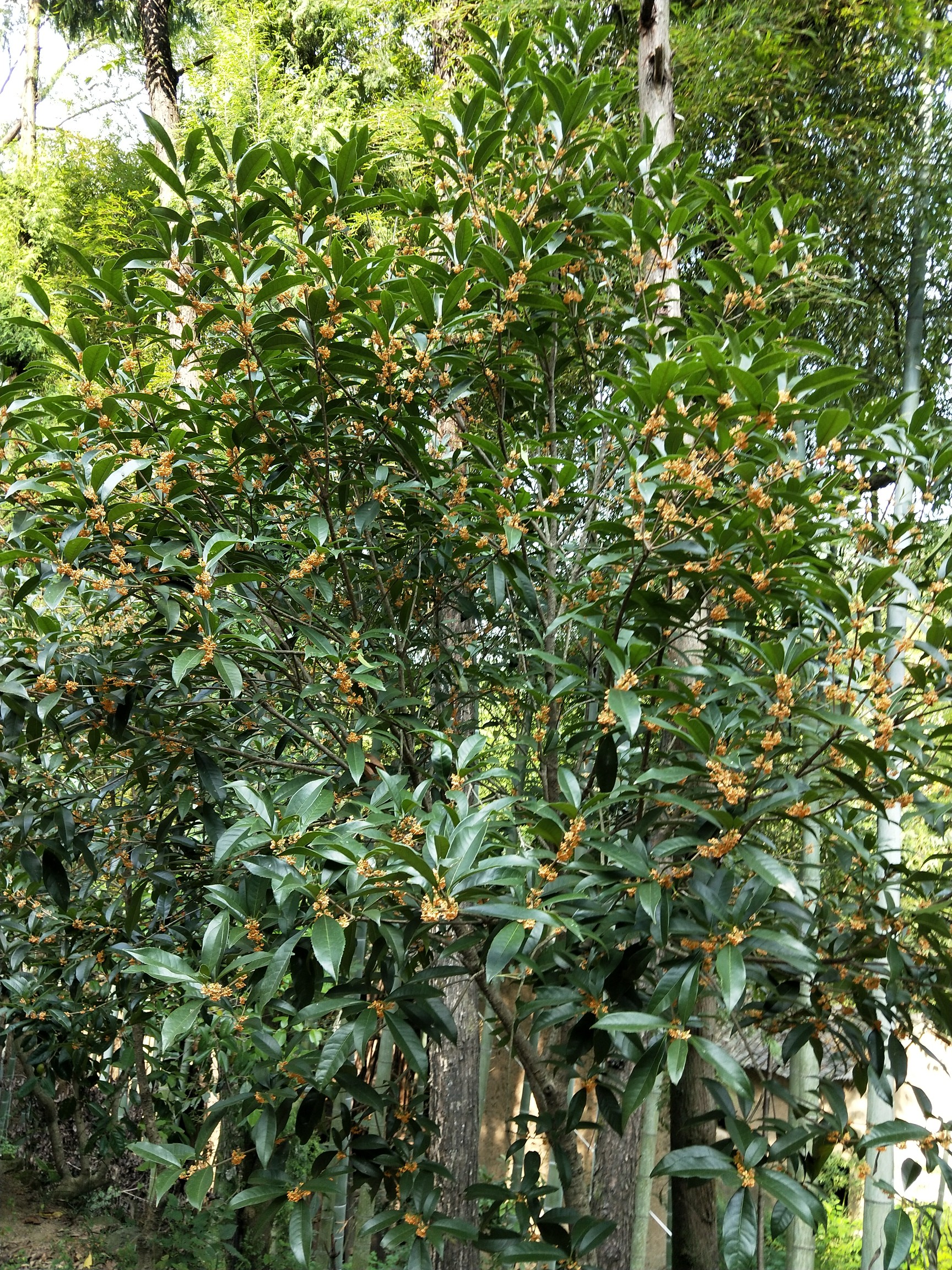 高山野生桂花树图片