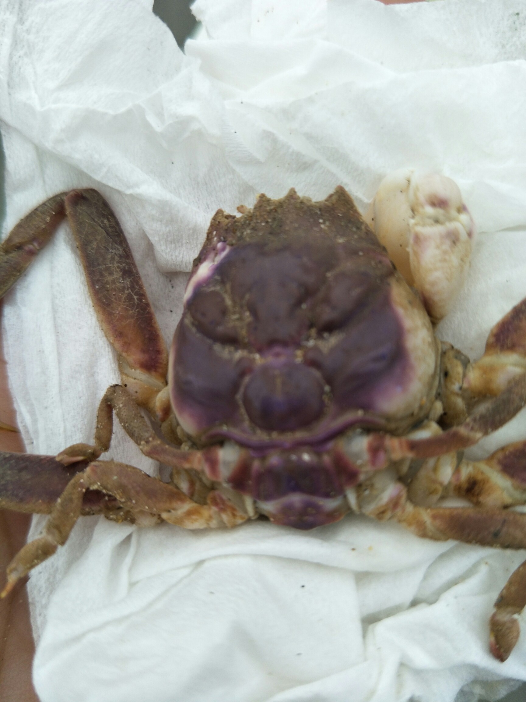 鬼脸螃蟹_帖子_oppo手机官方社区