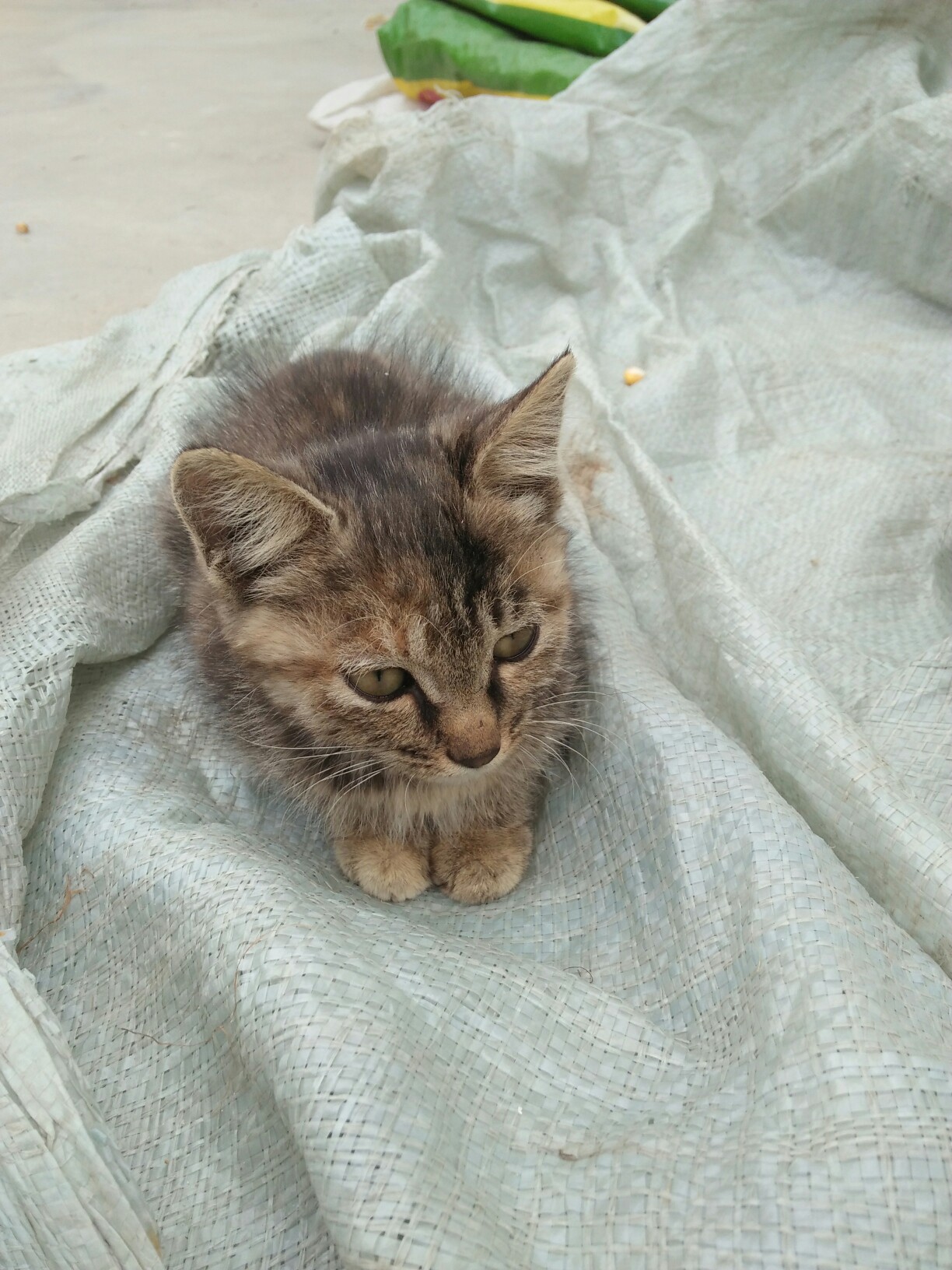 用手机记录生活#农村里的小猫咪