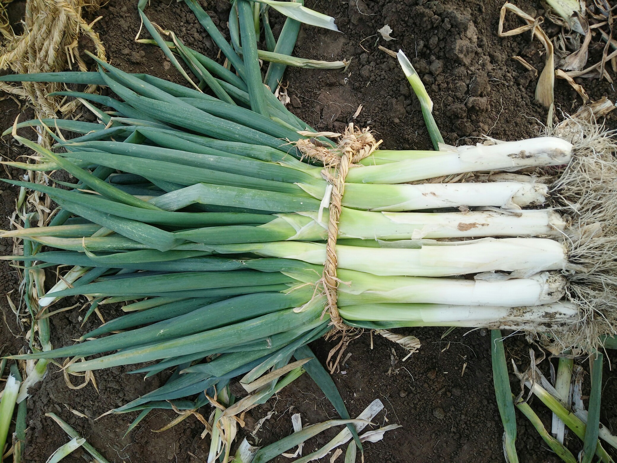 用手机记录生活#人生一捆葱