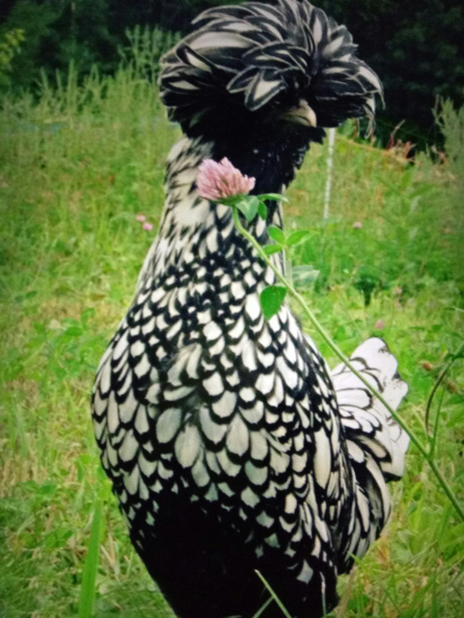 萌宠日记##十月印象#户外美图——珍奇鸟类_帖子_oppo手机官方社区