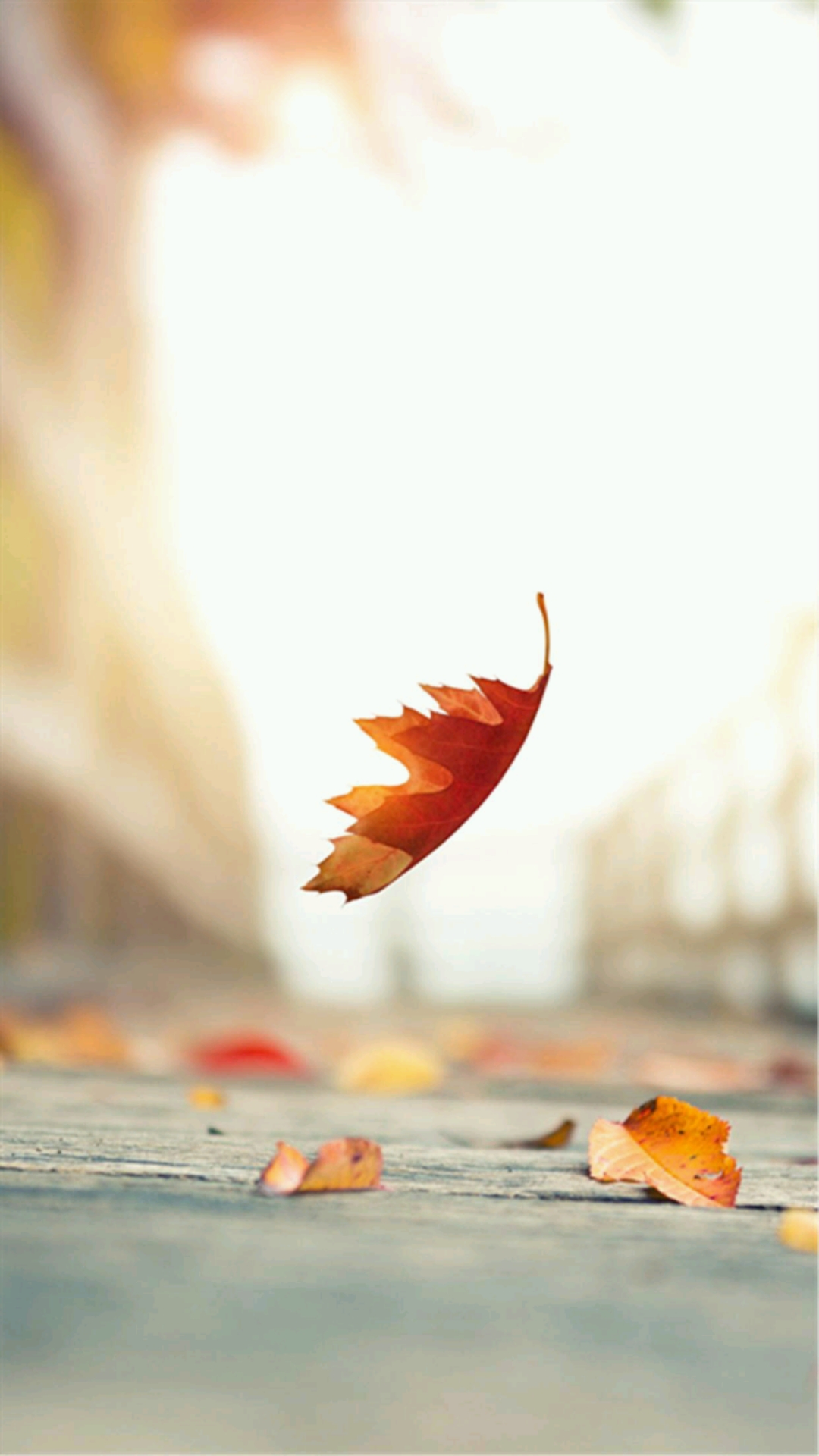 y13507871172_帖子_oppo手机官方社区