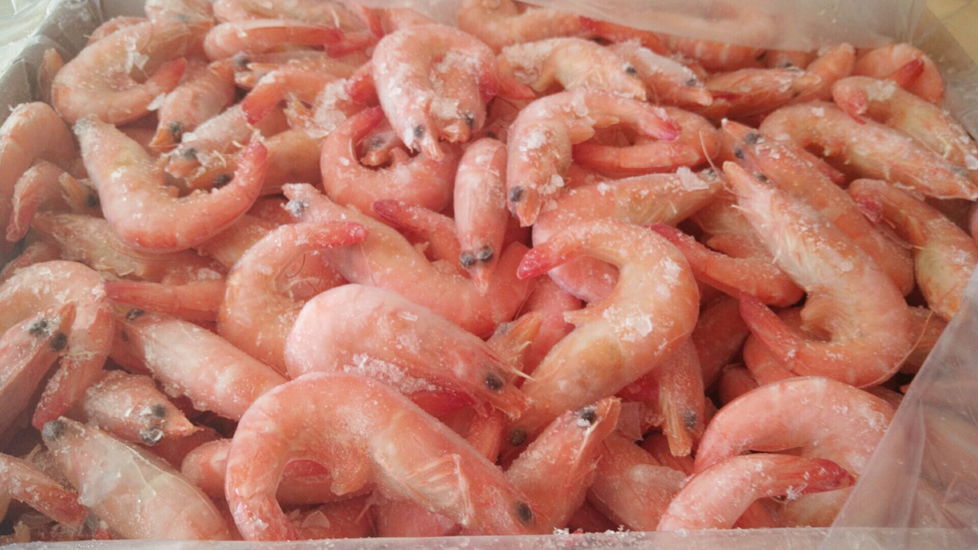 秋日私语#秋天的收获大红虾