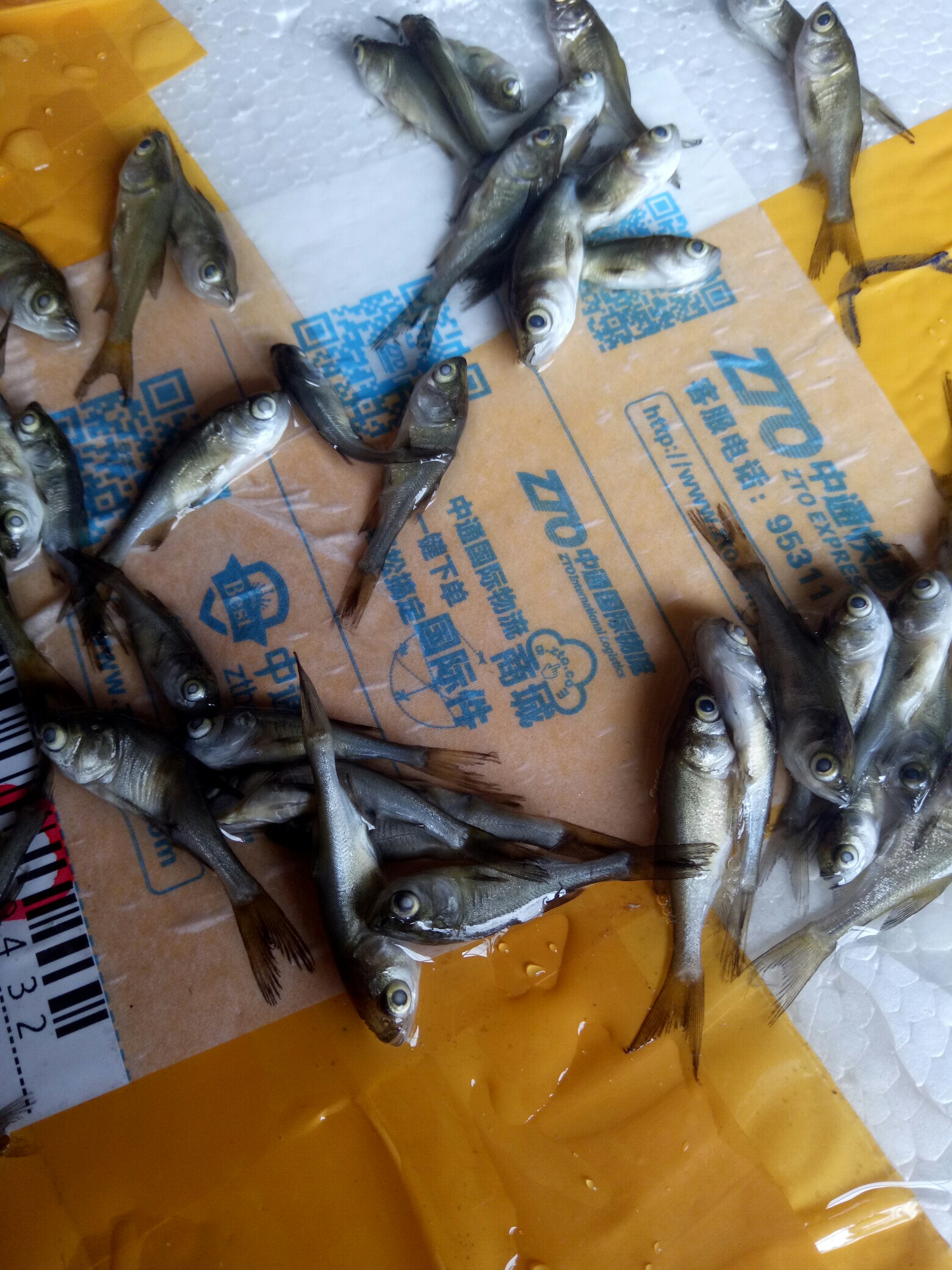 昨天收到的鱼苗全部死掉了