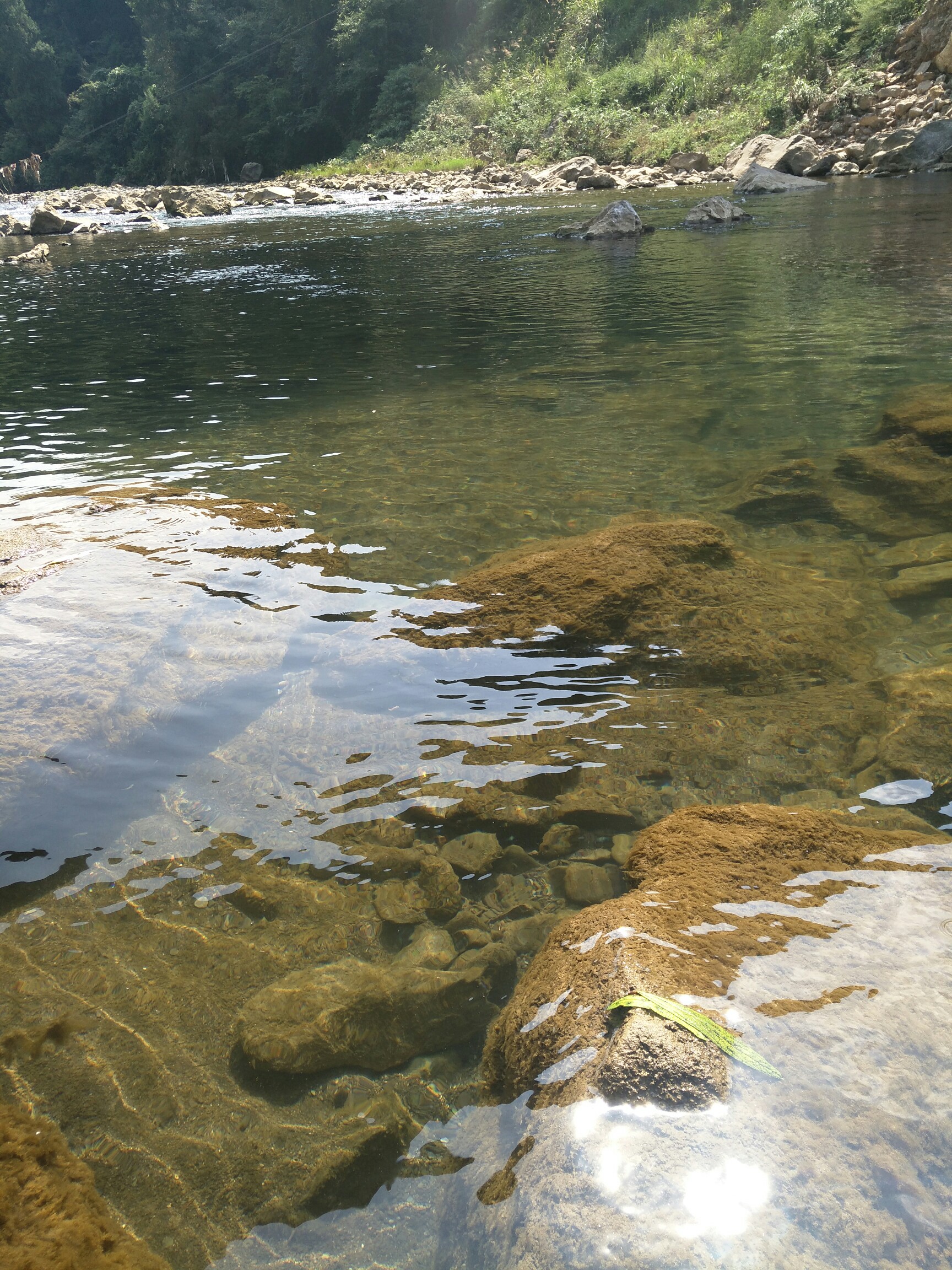 潺潺小溪野生鱼