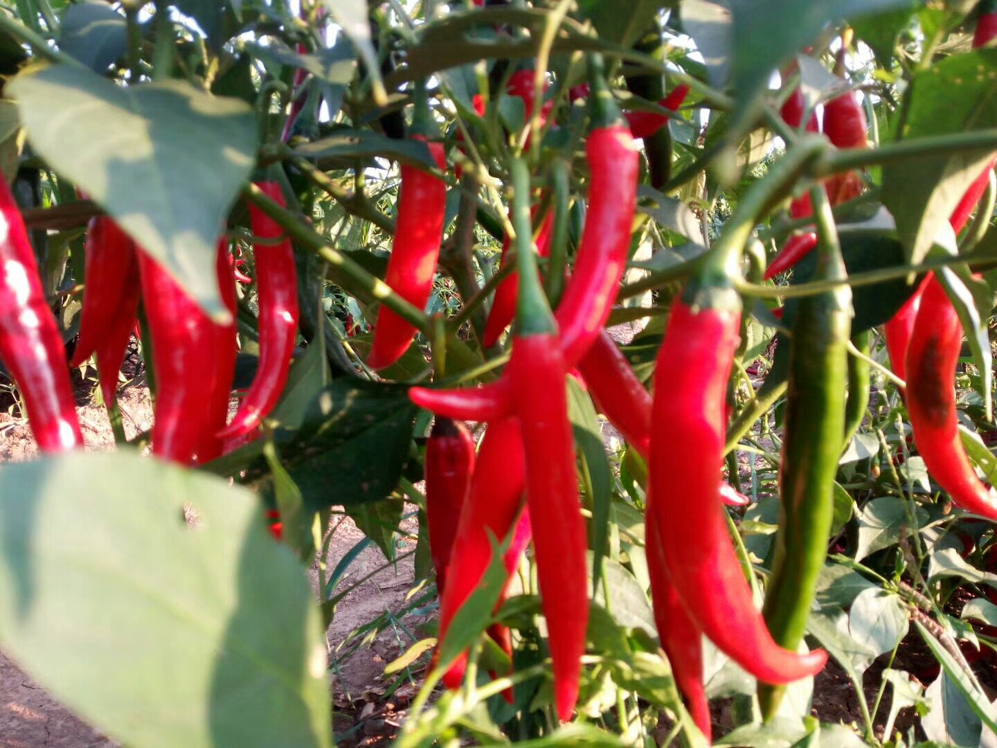 红红火火,美人椒美美的._帖子_oppo手机官方社区