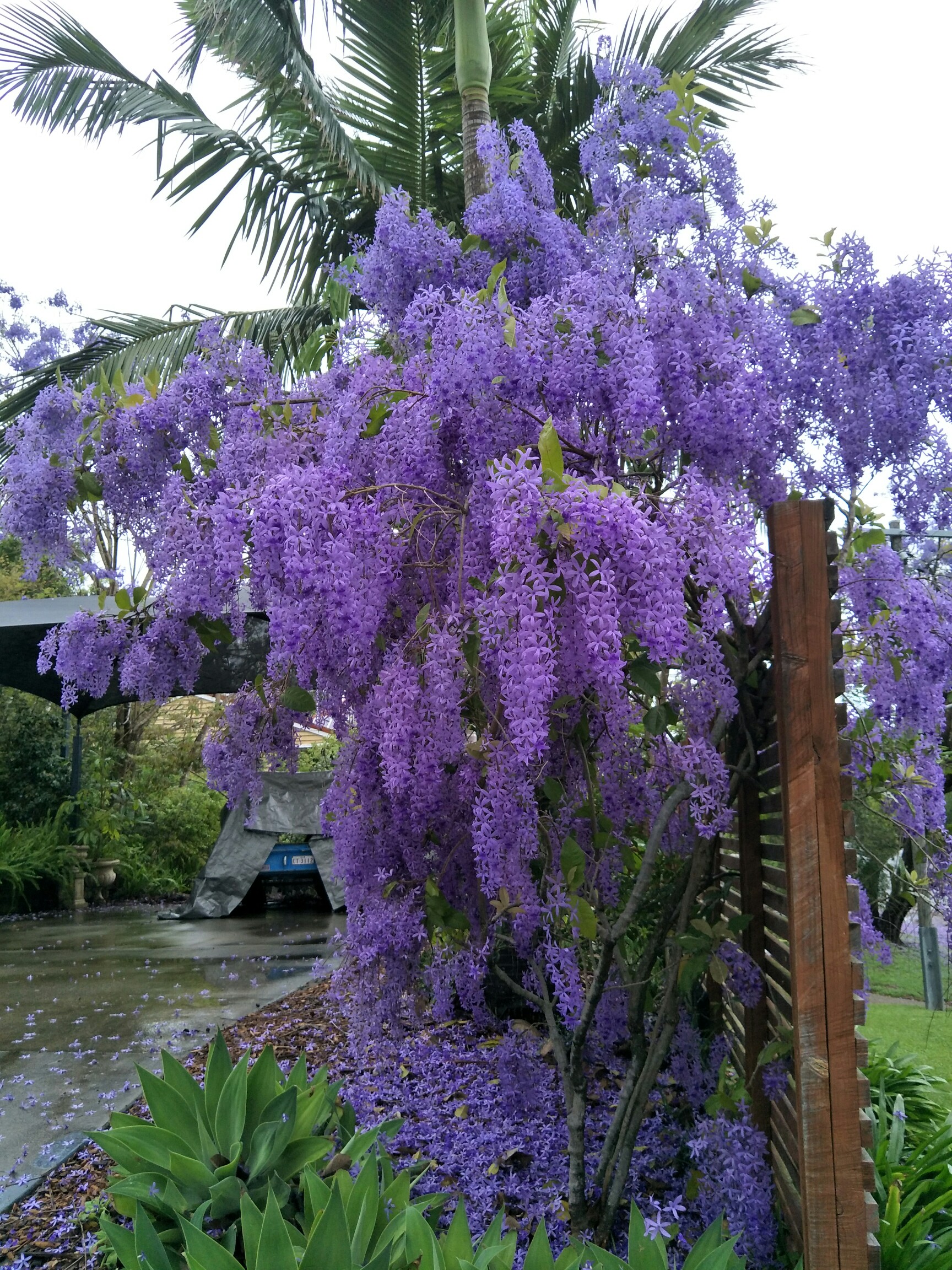 植物日记#锡叶藤