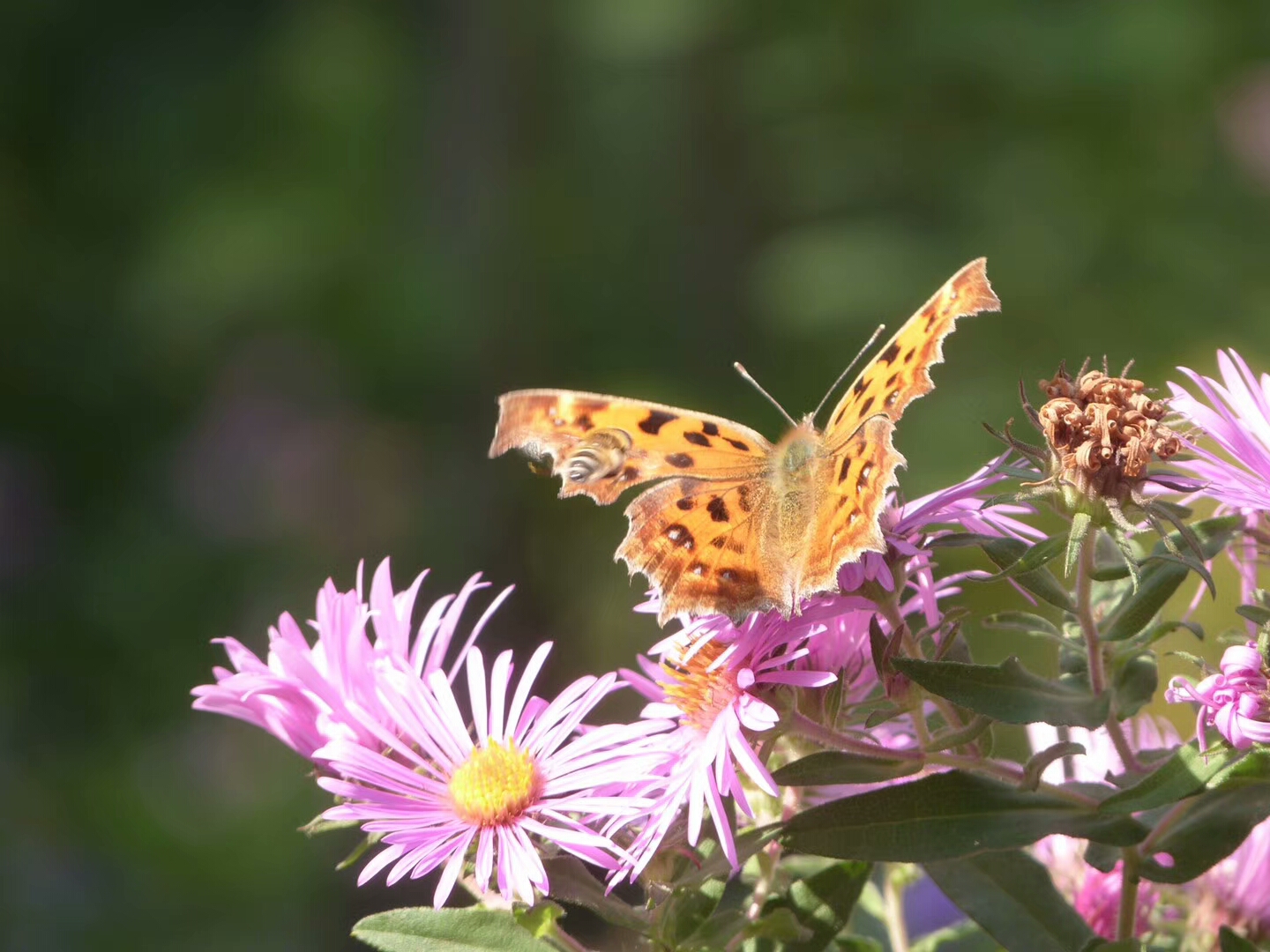 花海中的蝴蝶自由地飞翔
