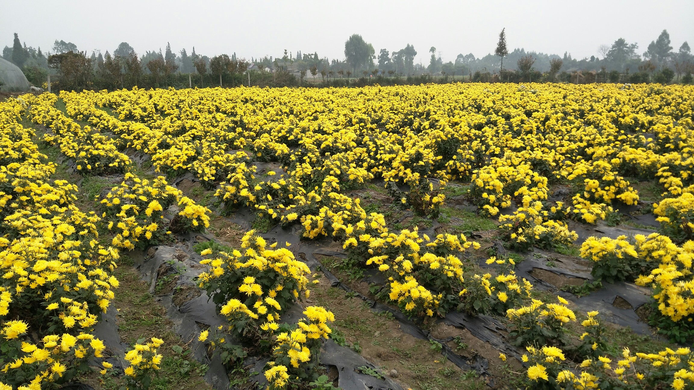 菊花_帖子_oppo手机官方社区