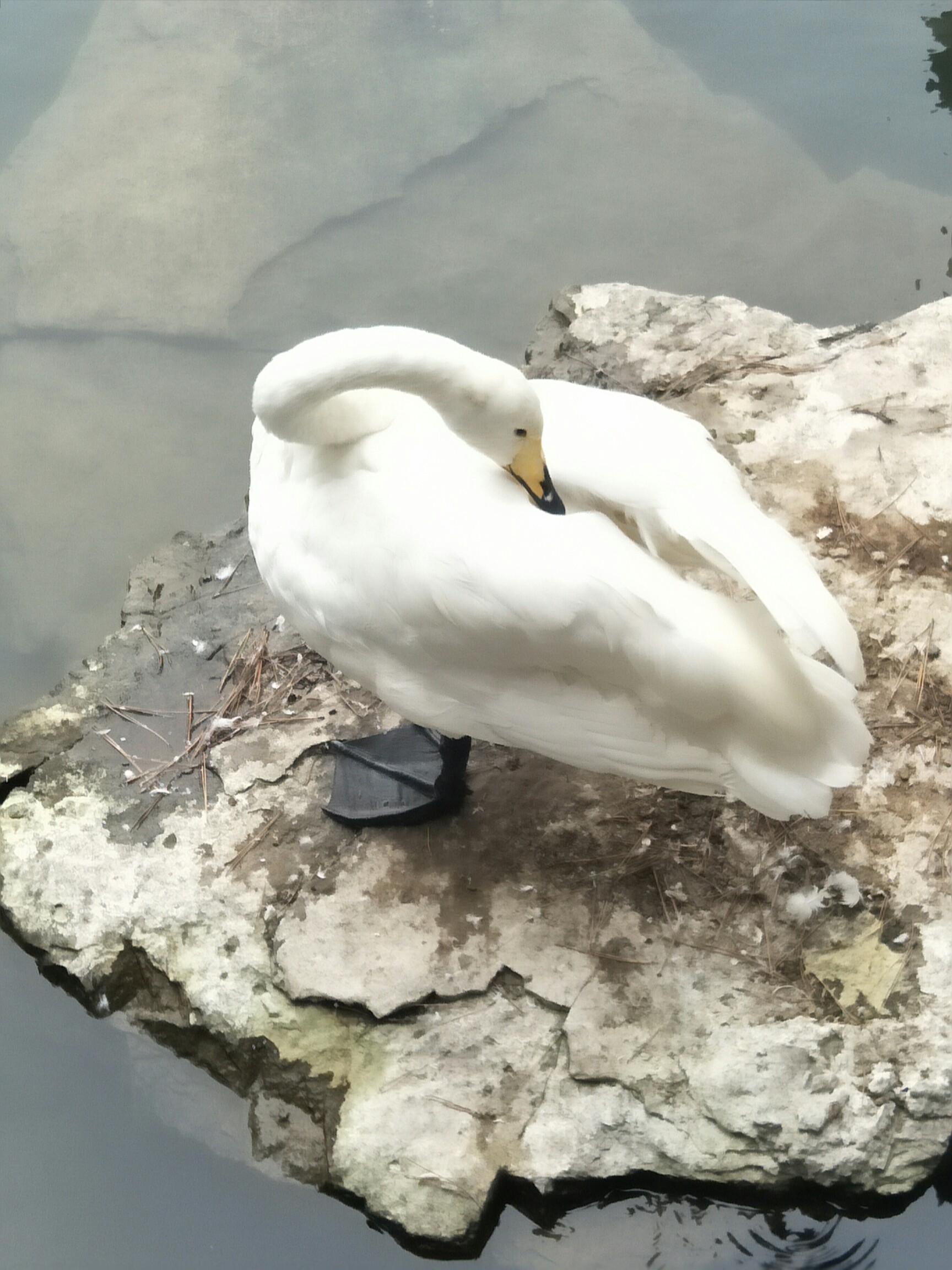 柏林鸟_帖子_oppo手机官方社区