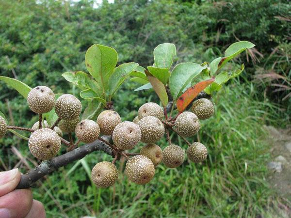 奇怪果不知是叫什么名字