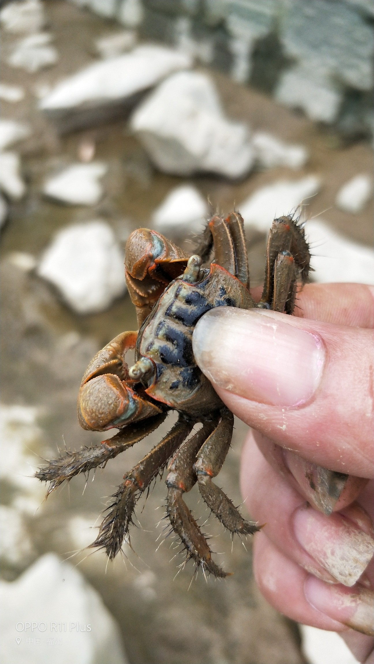 闽江边抓蟛蜞