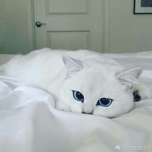 可爱的小白猫[表情][表情][表情][表情][表情._帖子_oppo手机官方社区