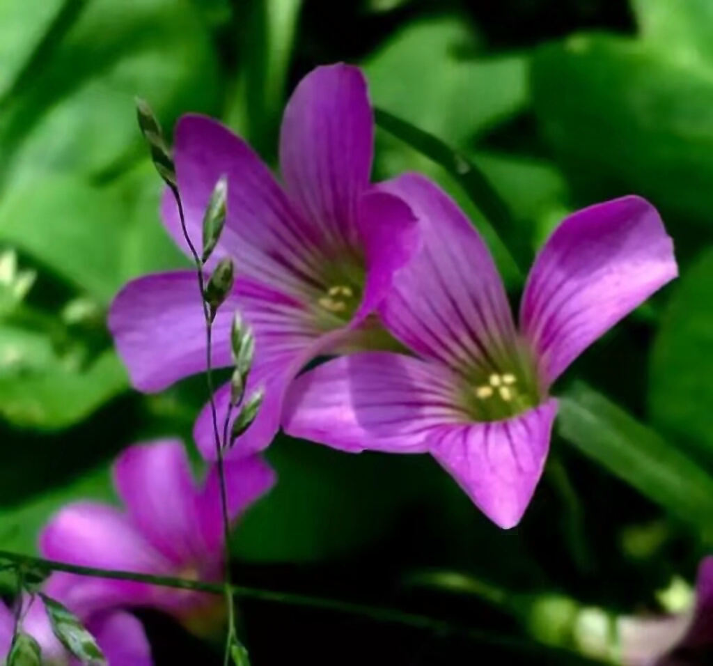 漂亮的三叶草花