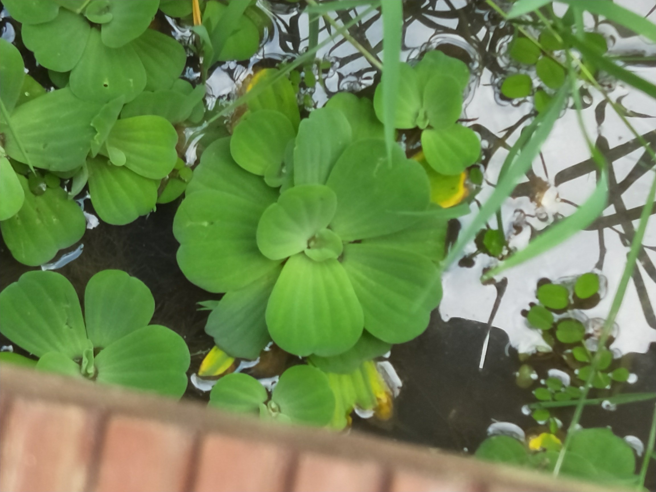 这是什么水草花?