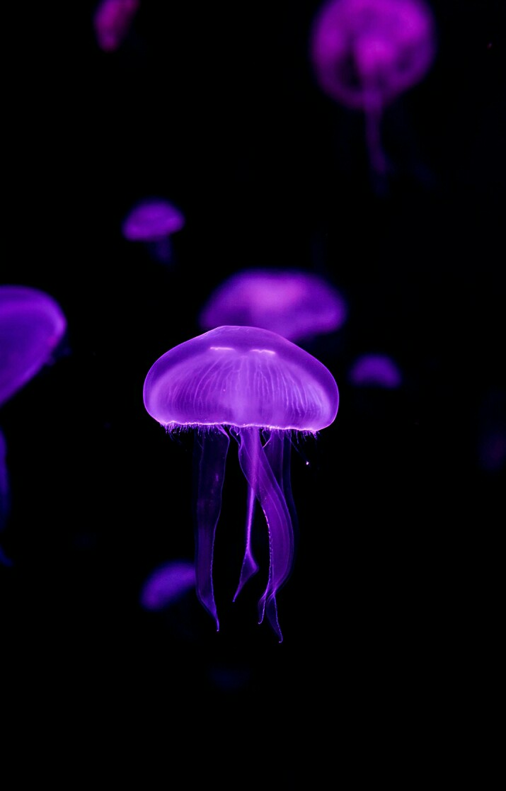 美丽的水母,我可是找了很久才收出来的,给一点评论吧.