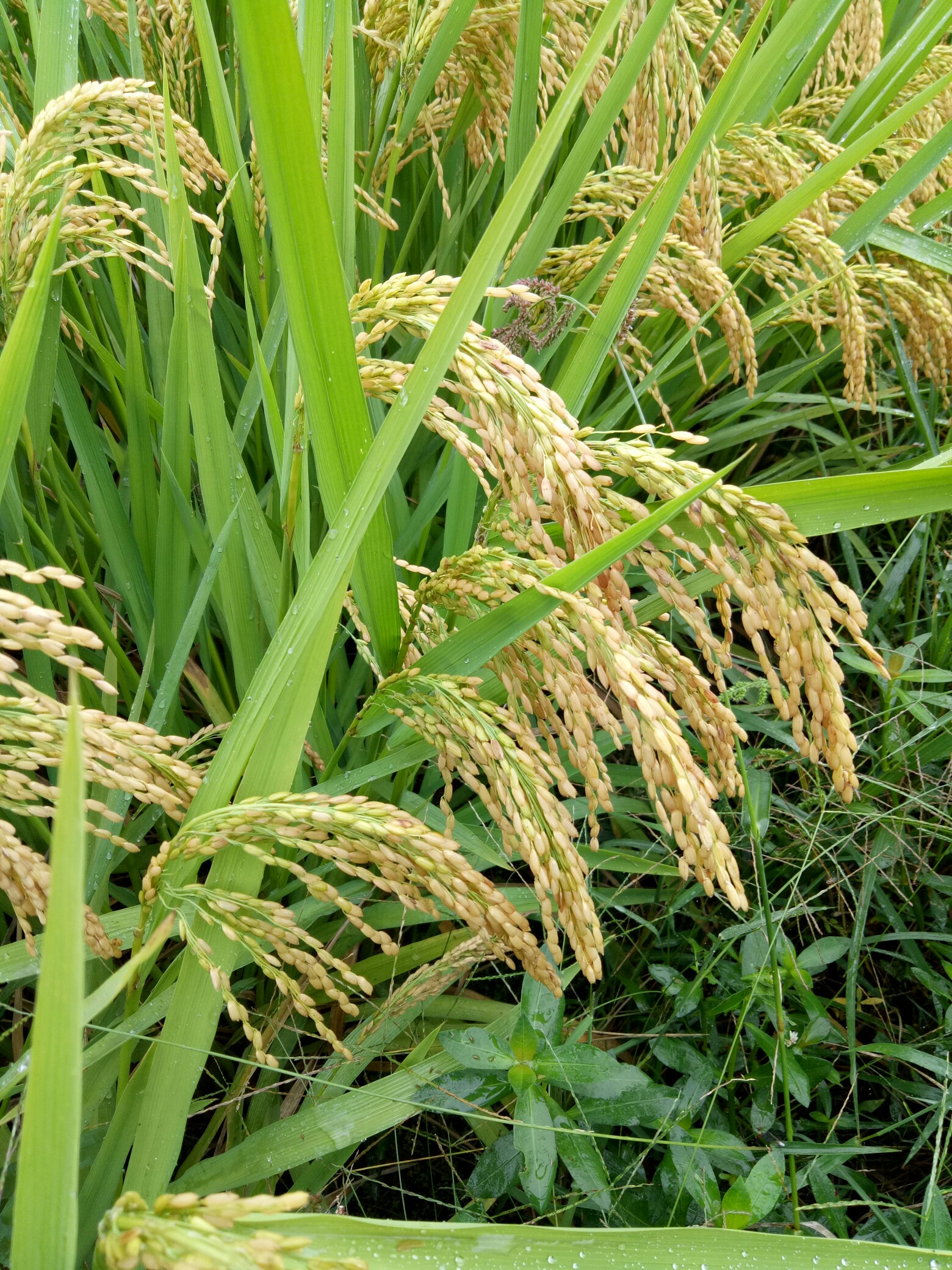 帮忙转发一下,自家种的大米,有谁要