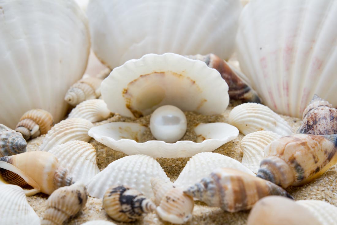 贝壳孕育珍珠图片