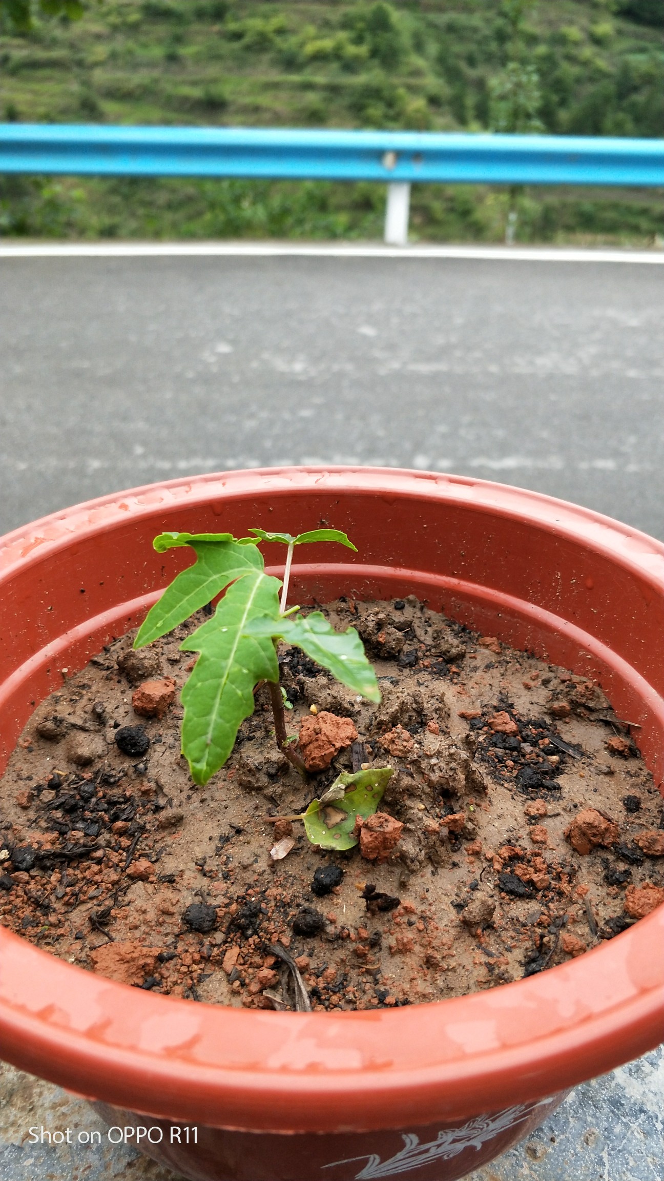 木瓜树幼苗图片图片
