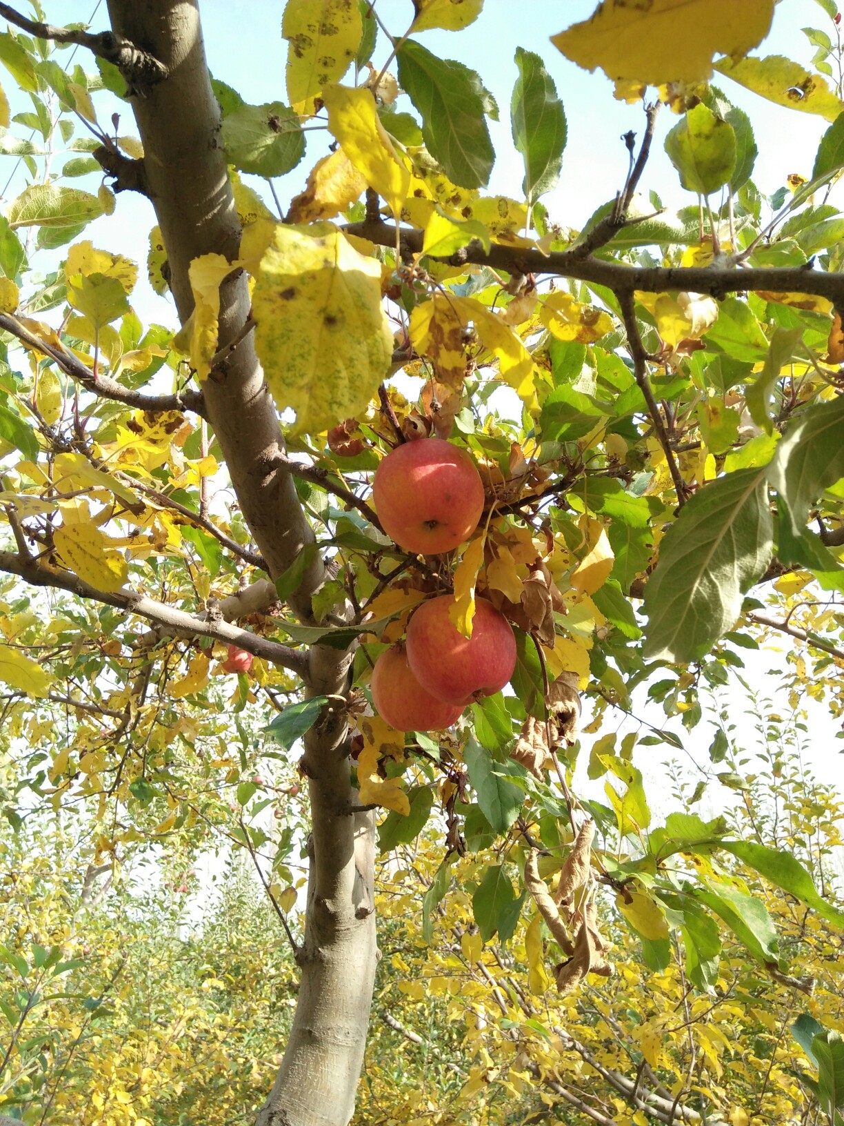 深秋边塞硕果香,初寒驿站落叶黄.