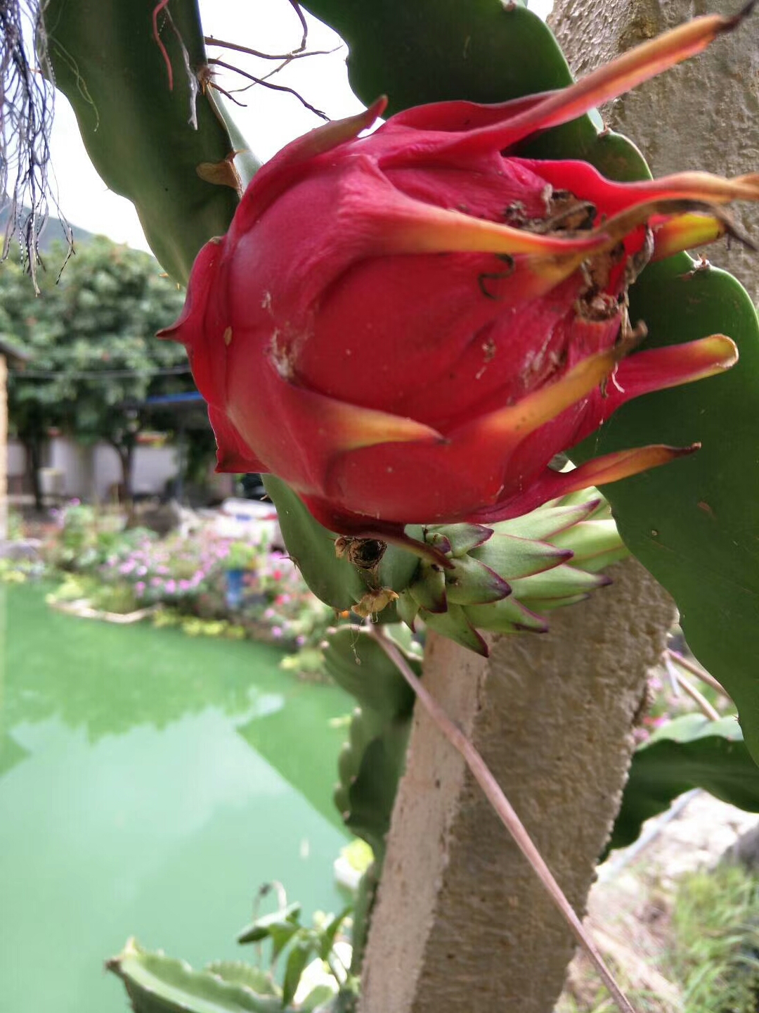 火龙果的花好漂亮啊!_帖子_oppo手机官方社区