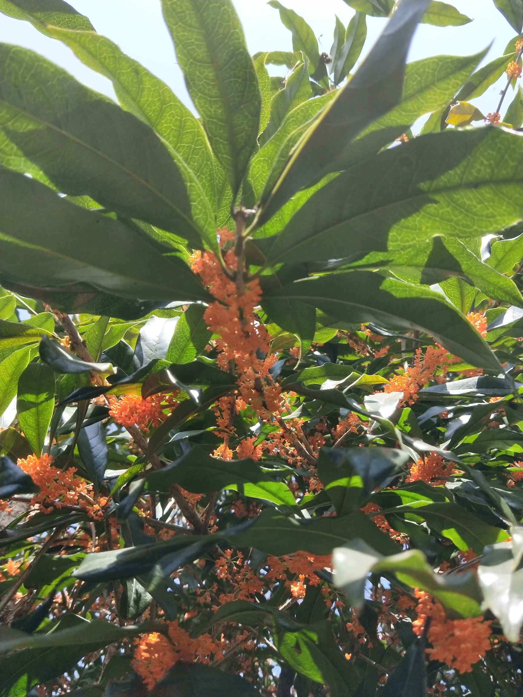 丹桂之乡,浦城欢迎你.