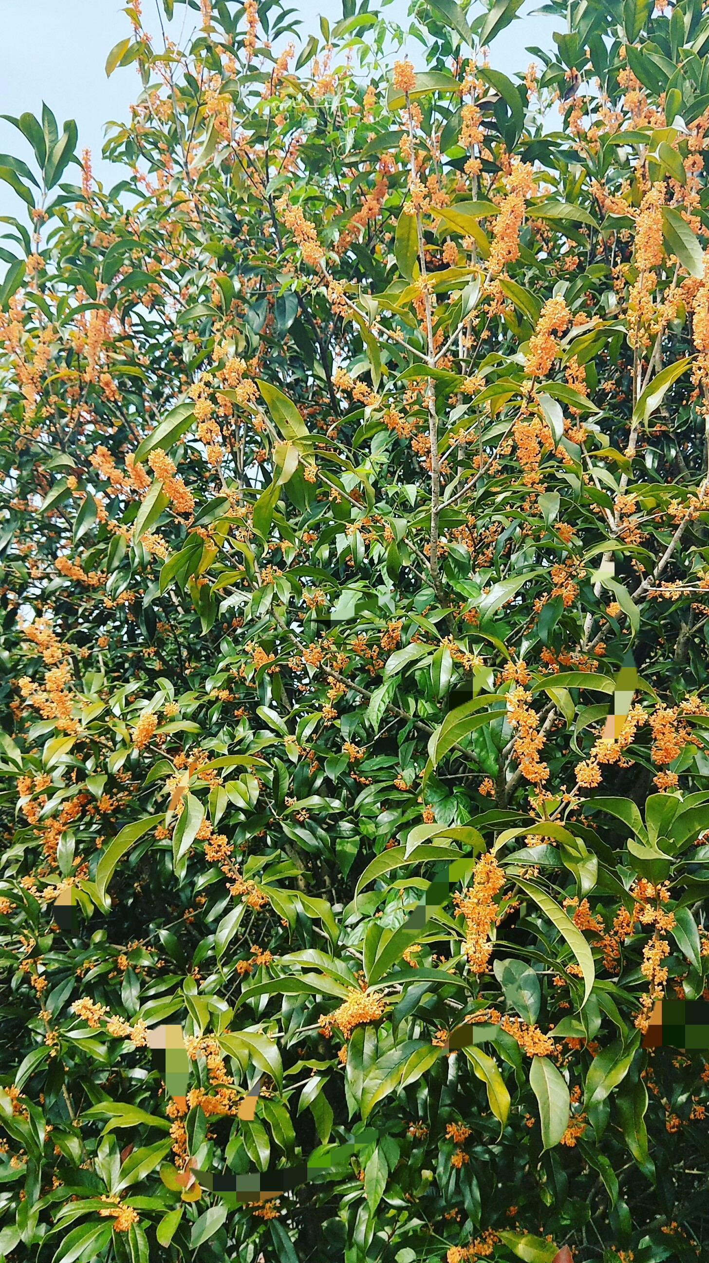 丹桂之乡,浦城欢迎你.