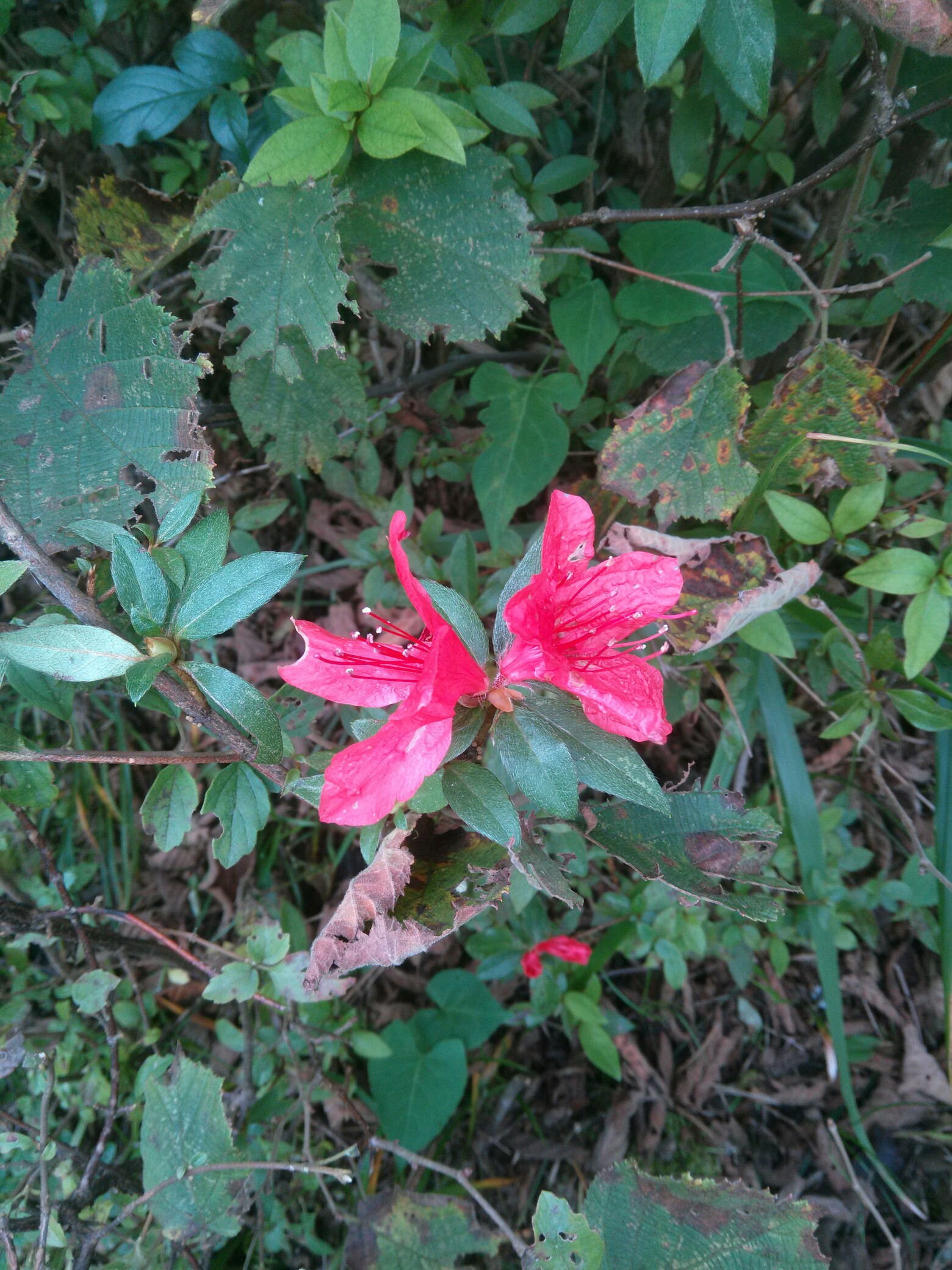 北方露天越冬的杜鹃花图片