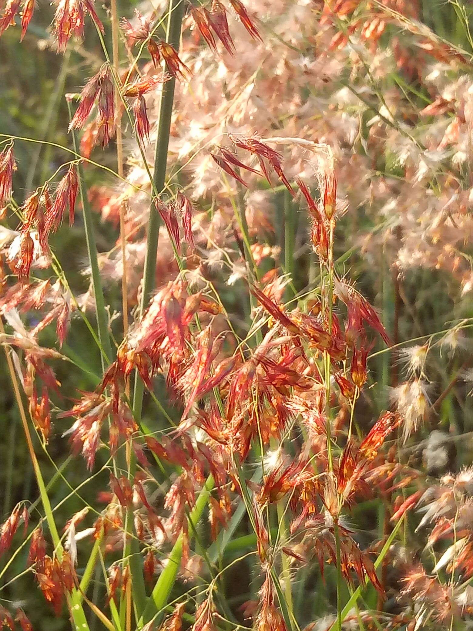 植物日记