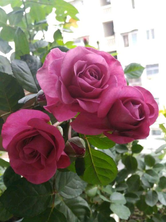 紫红色月季花