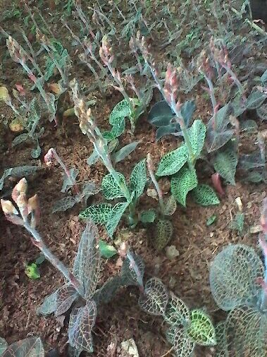 香花果_帖子_oppo手机官方社区