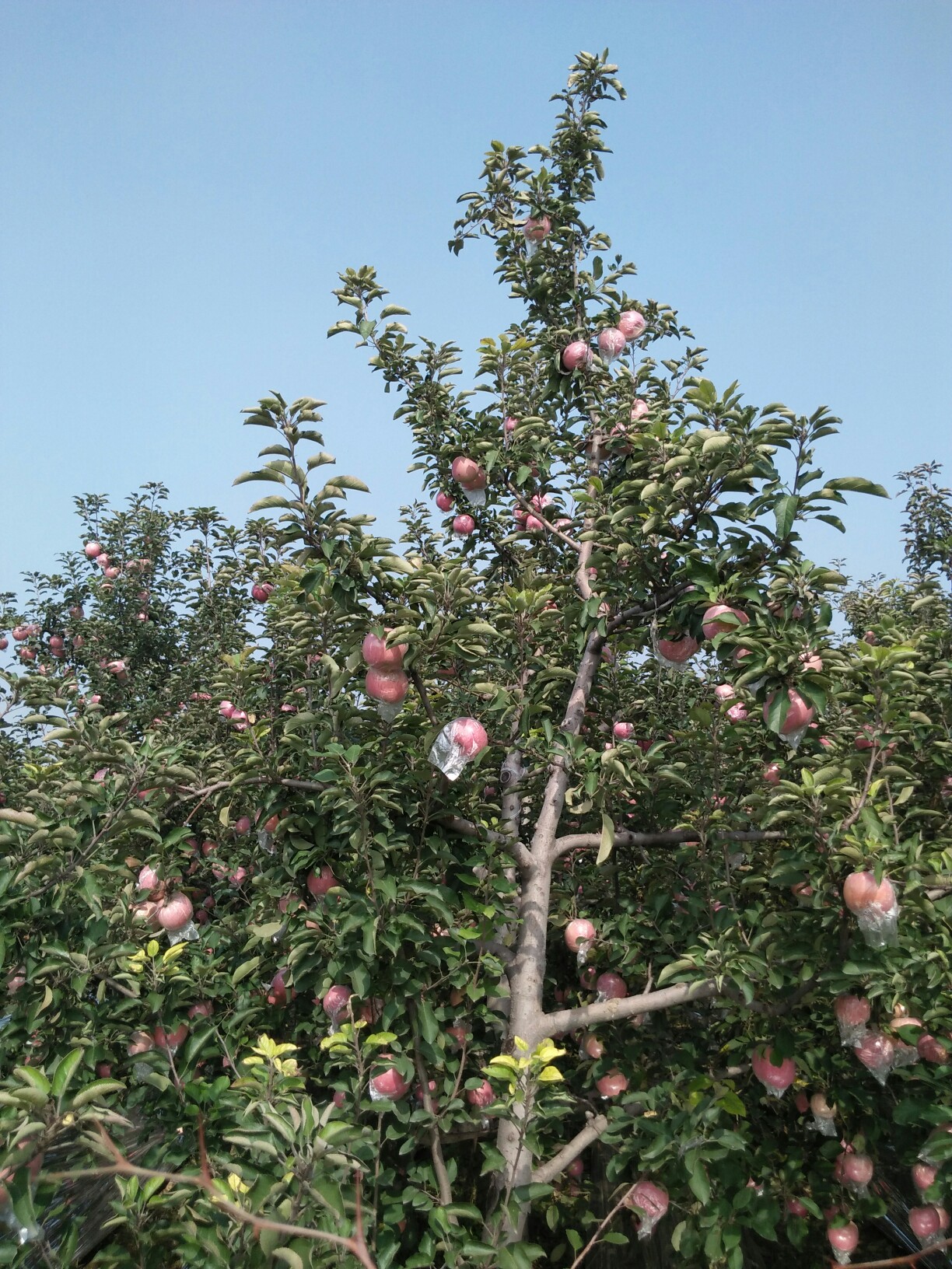 美丽十月果园美!