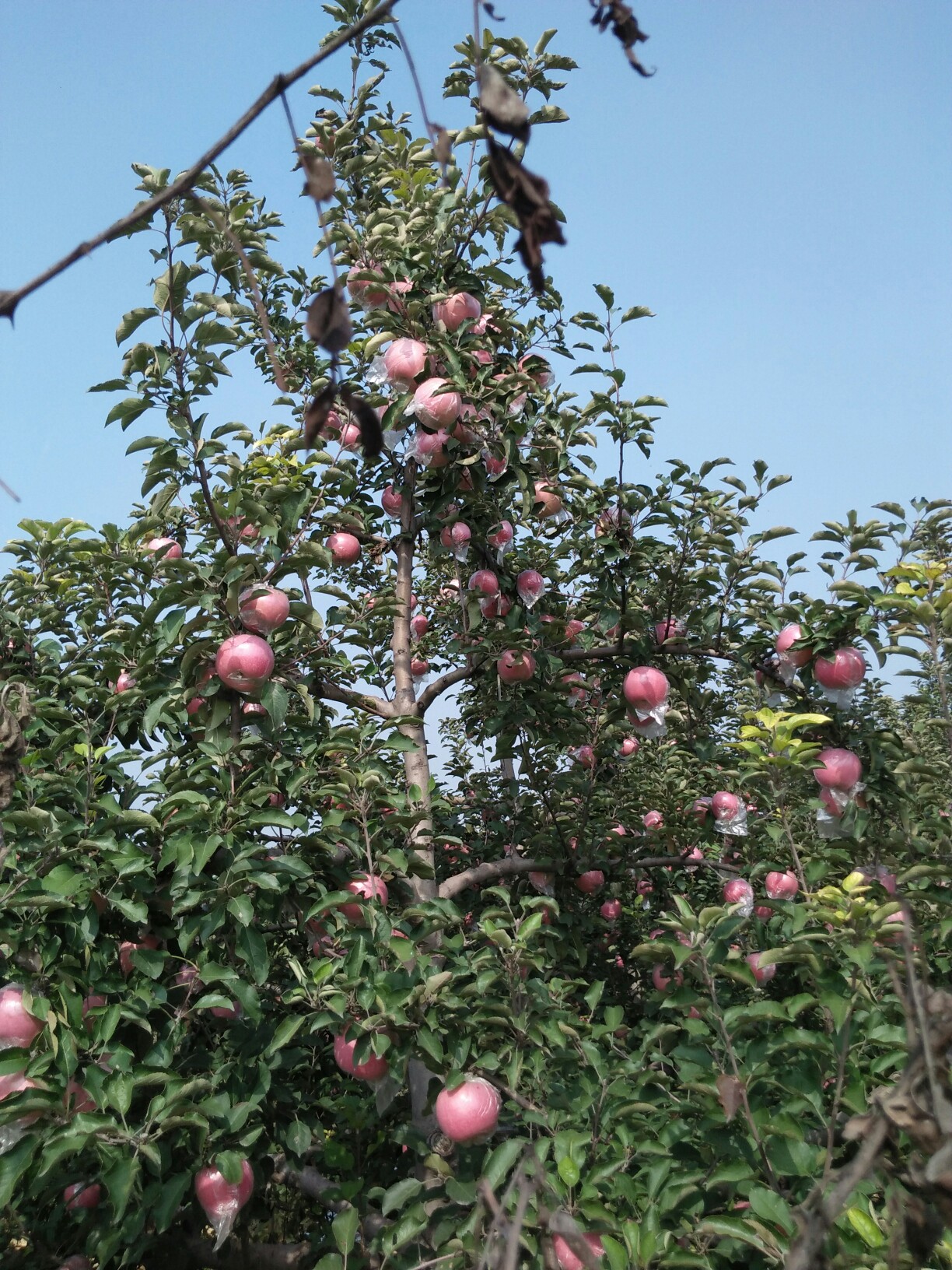 美丽十月果园美!