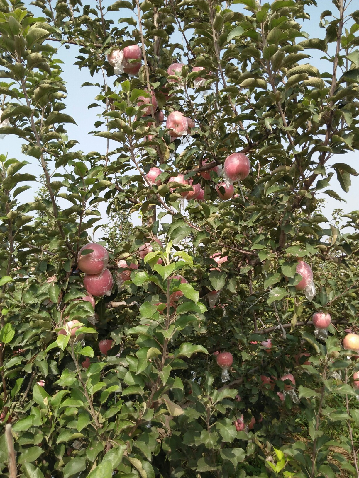 美丽十月果园美!