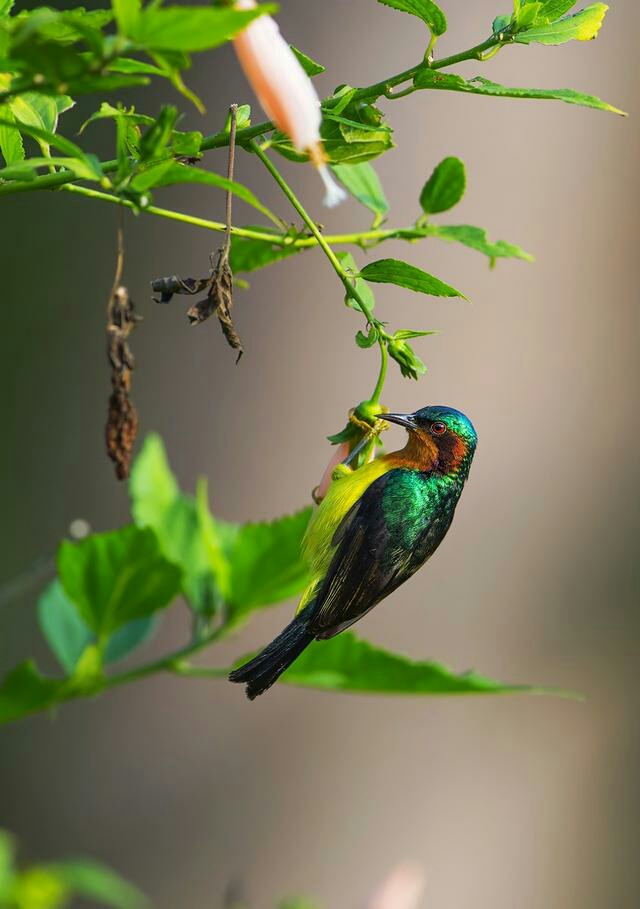 可爱小鸟!好看嘛!_帖子_oppo手机官方社区