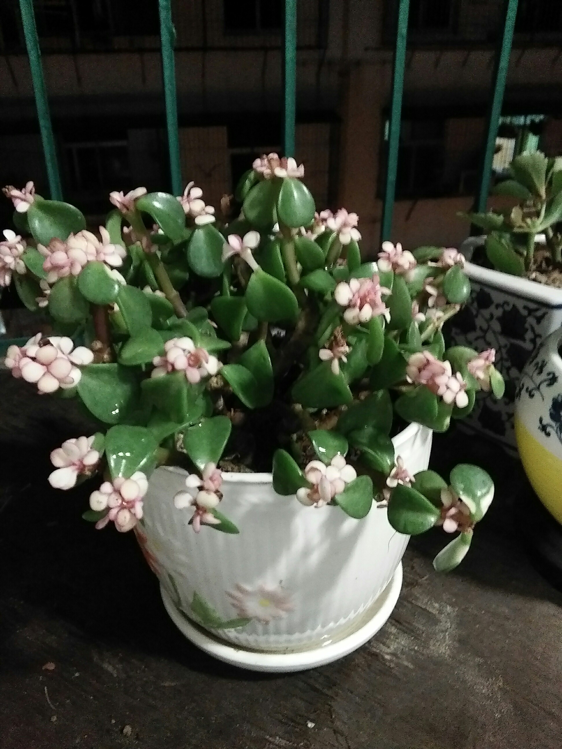 想问花花;这盆花叫金枝玉叶吗?是否有毒?是室内..._帖子_oppo手机官