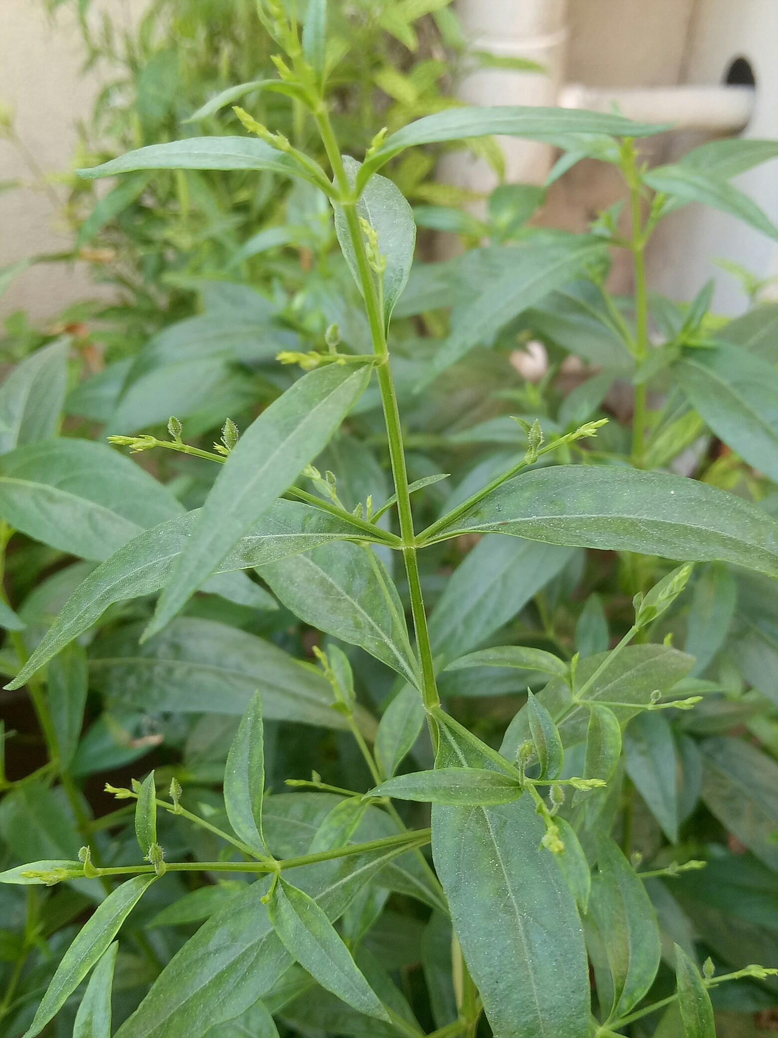 一见喜花