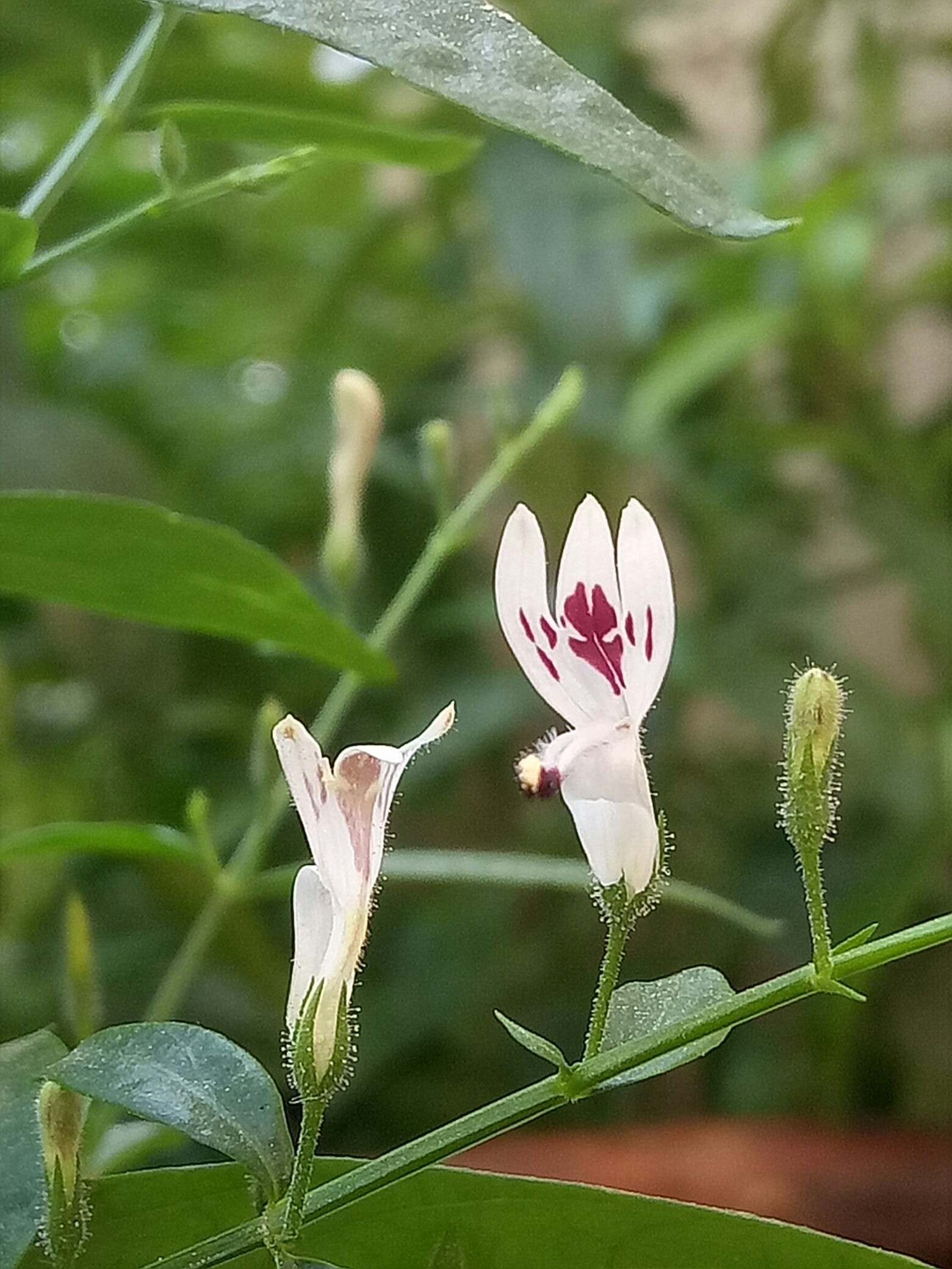 一见喜花