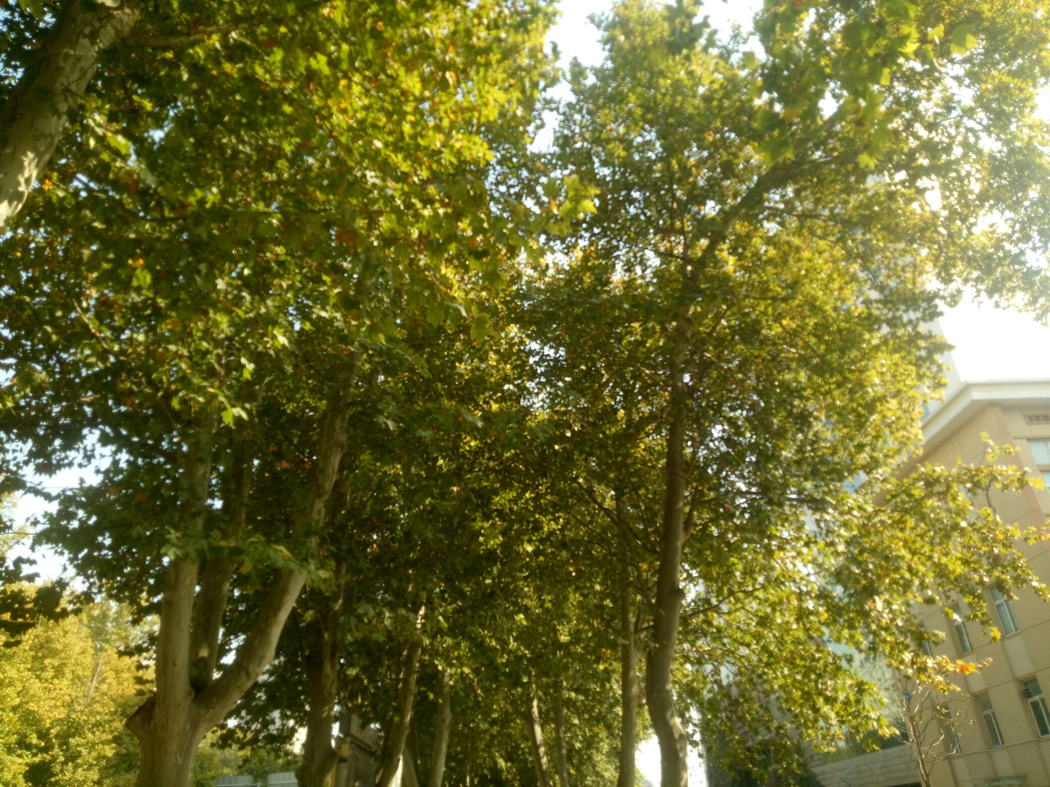 吴桐树_帖子_oppo手机官方社区