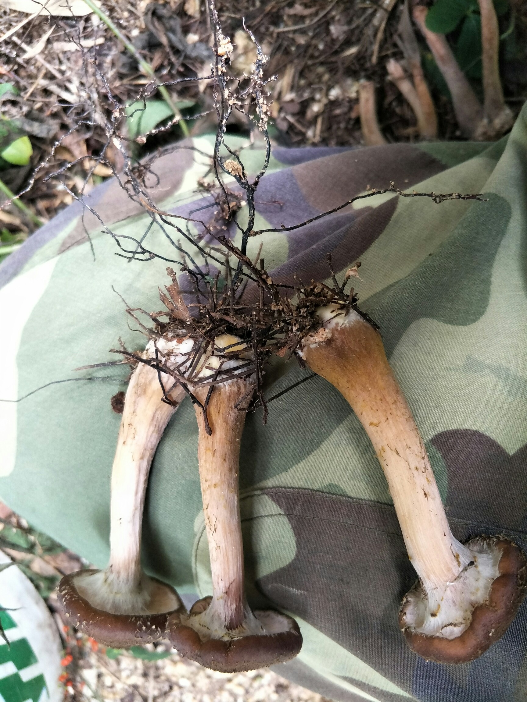 新鲜的天麻菇子!