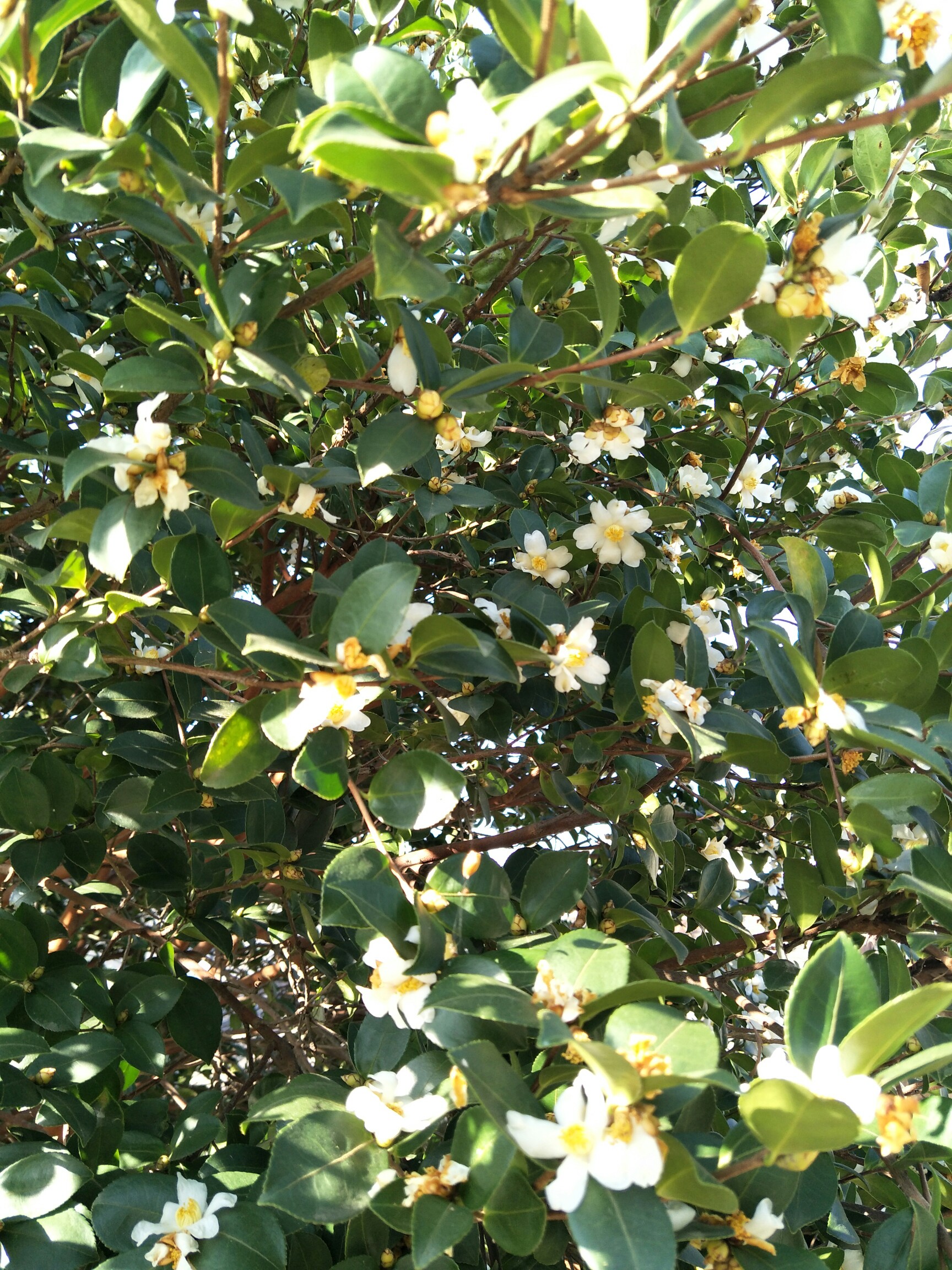 今天看了一些有特色的白菊花,美美哒.