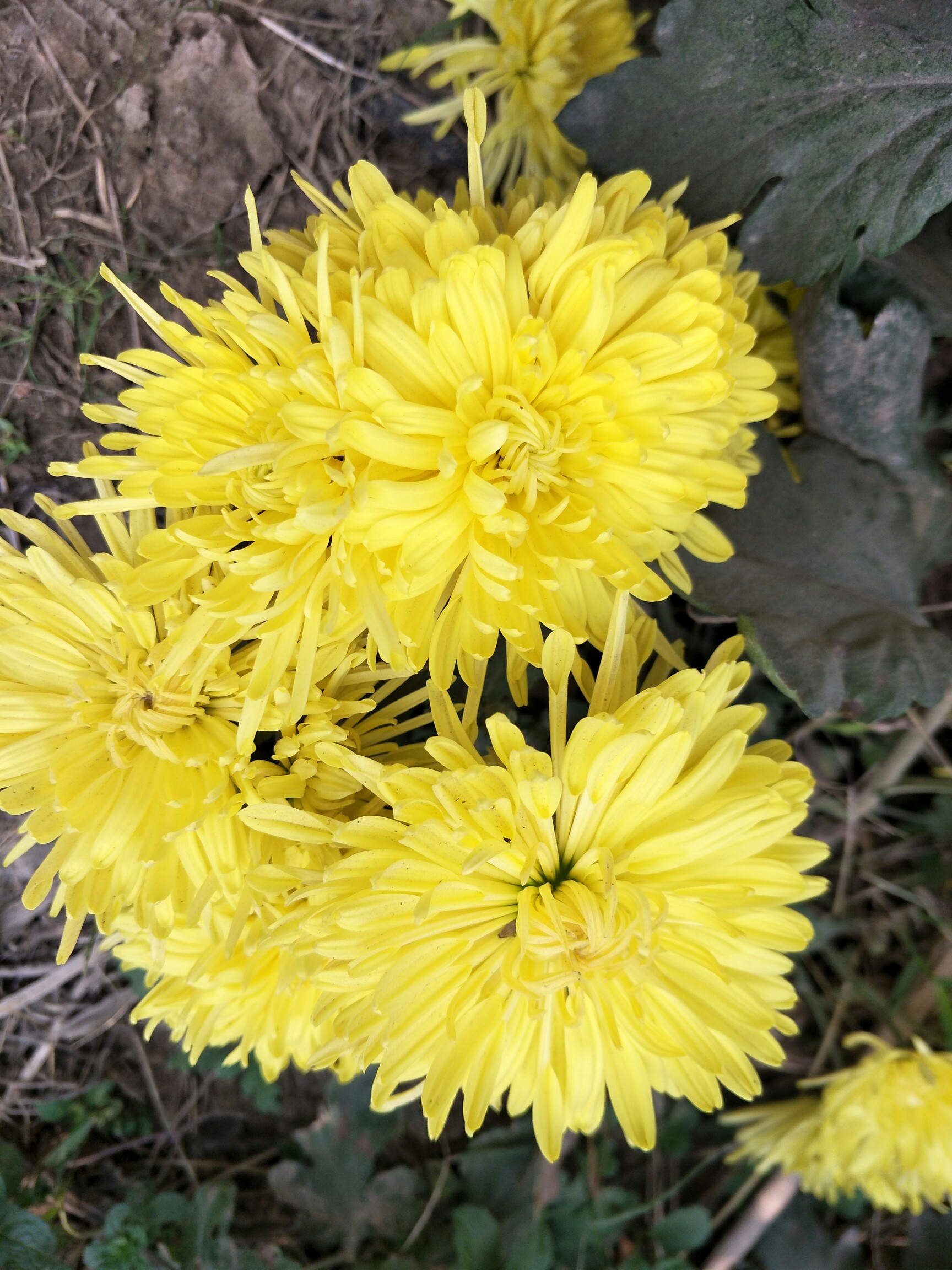 今日我最萌##一千种生活,一种拍照方式##花都开.